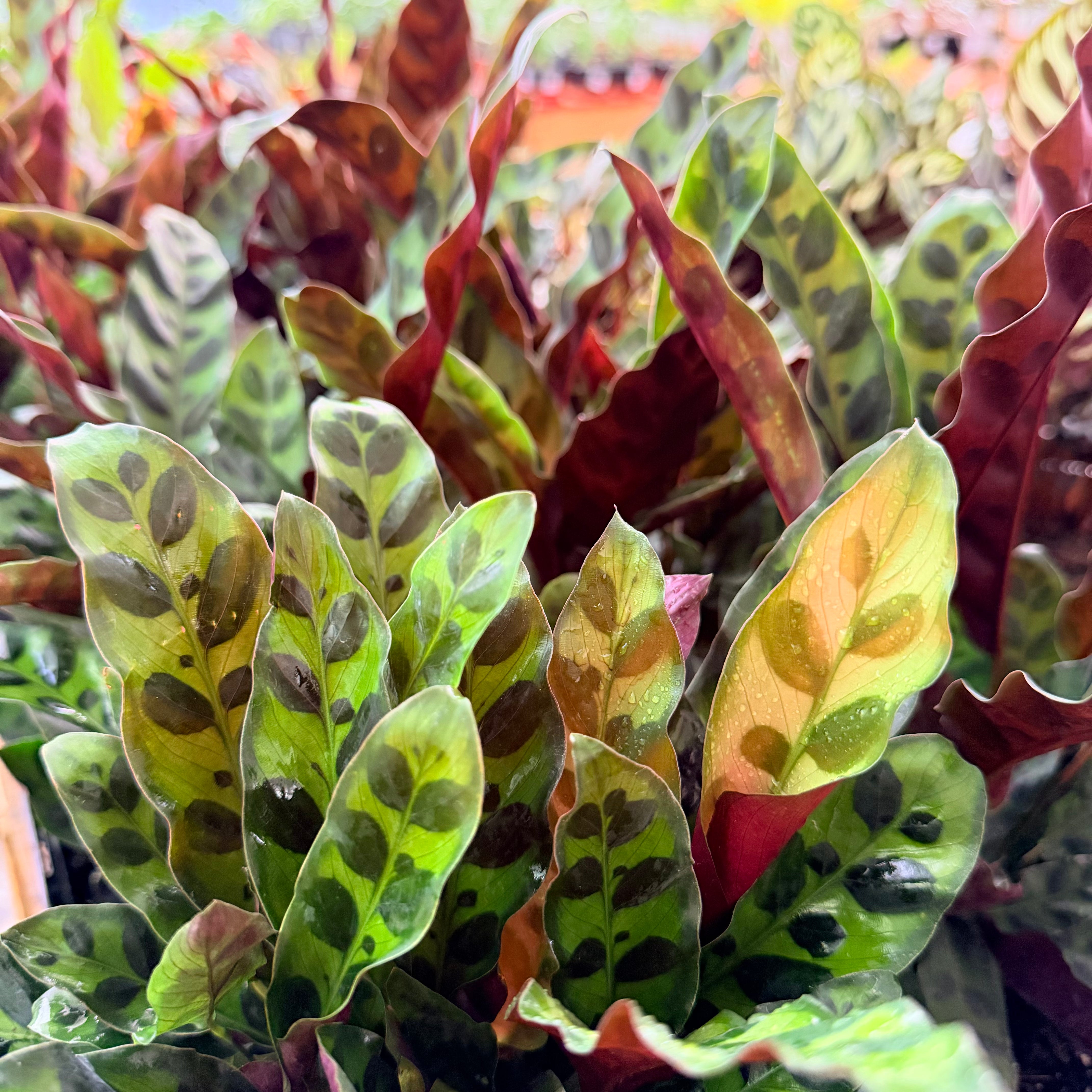 Vivero Mis Tesoros C Gloria