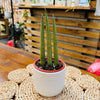 Sansevieria Cylindrica Mini