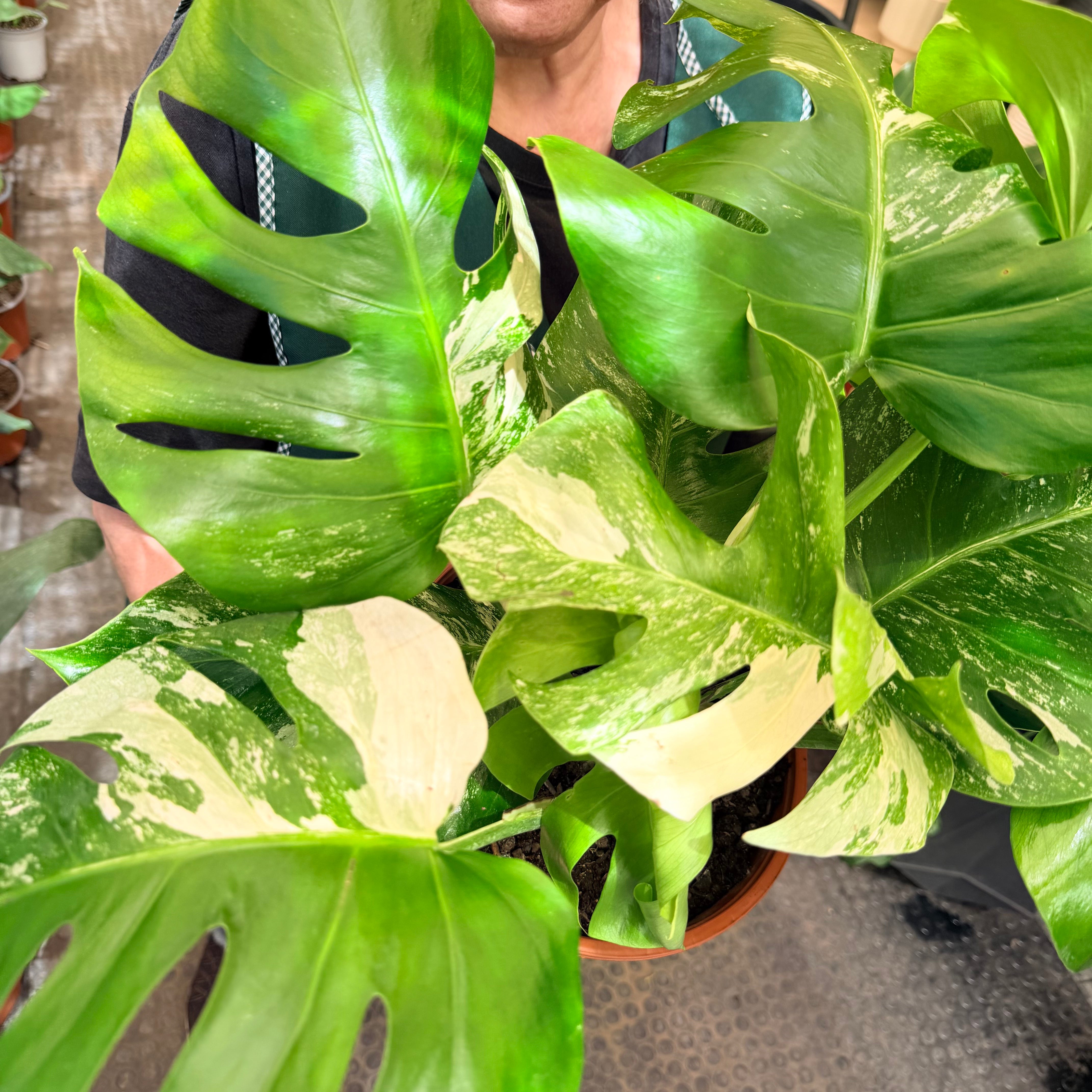 Vivero Mis Tesoros C Gloria