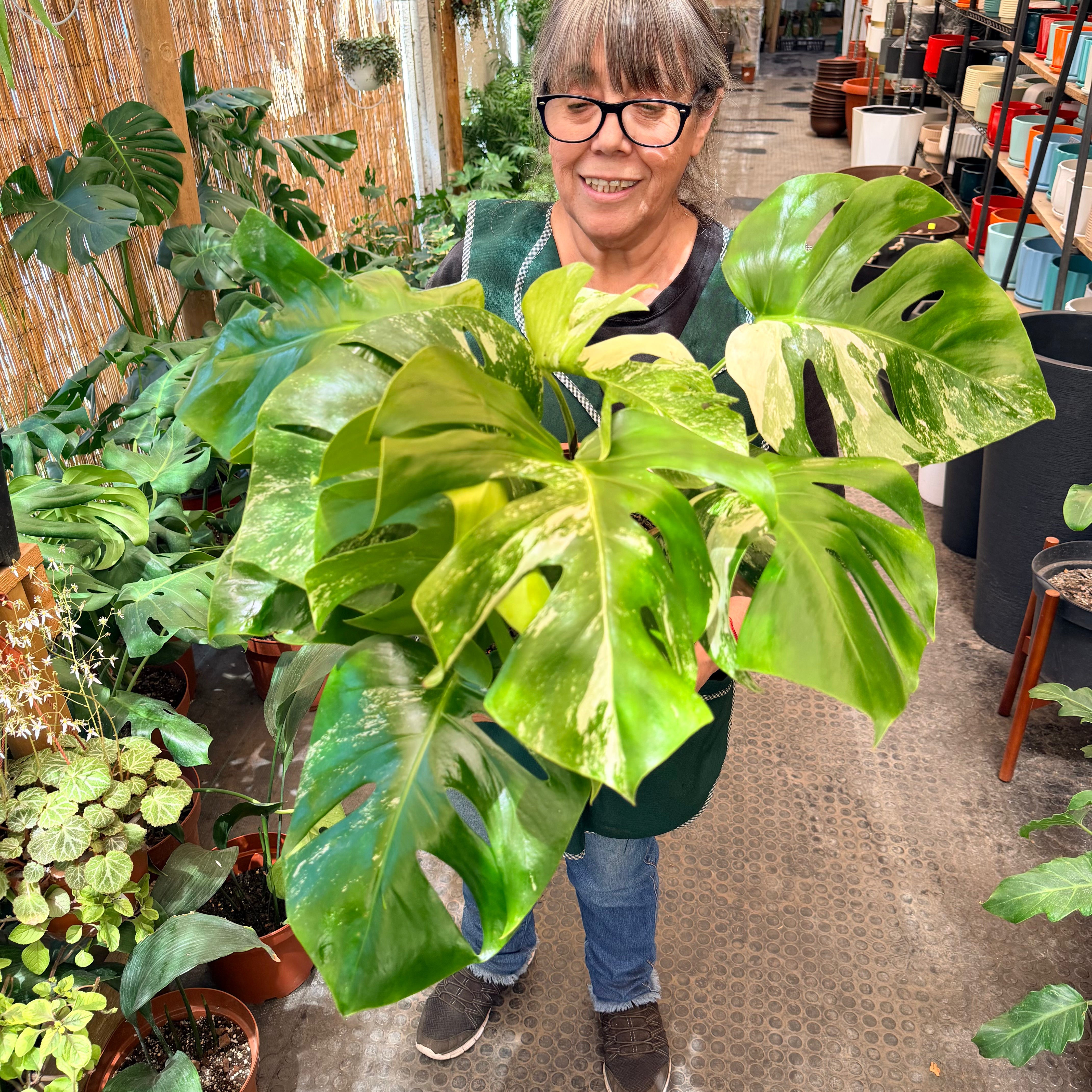 Monstera Borsigiana Variegada LL