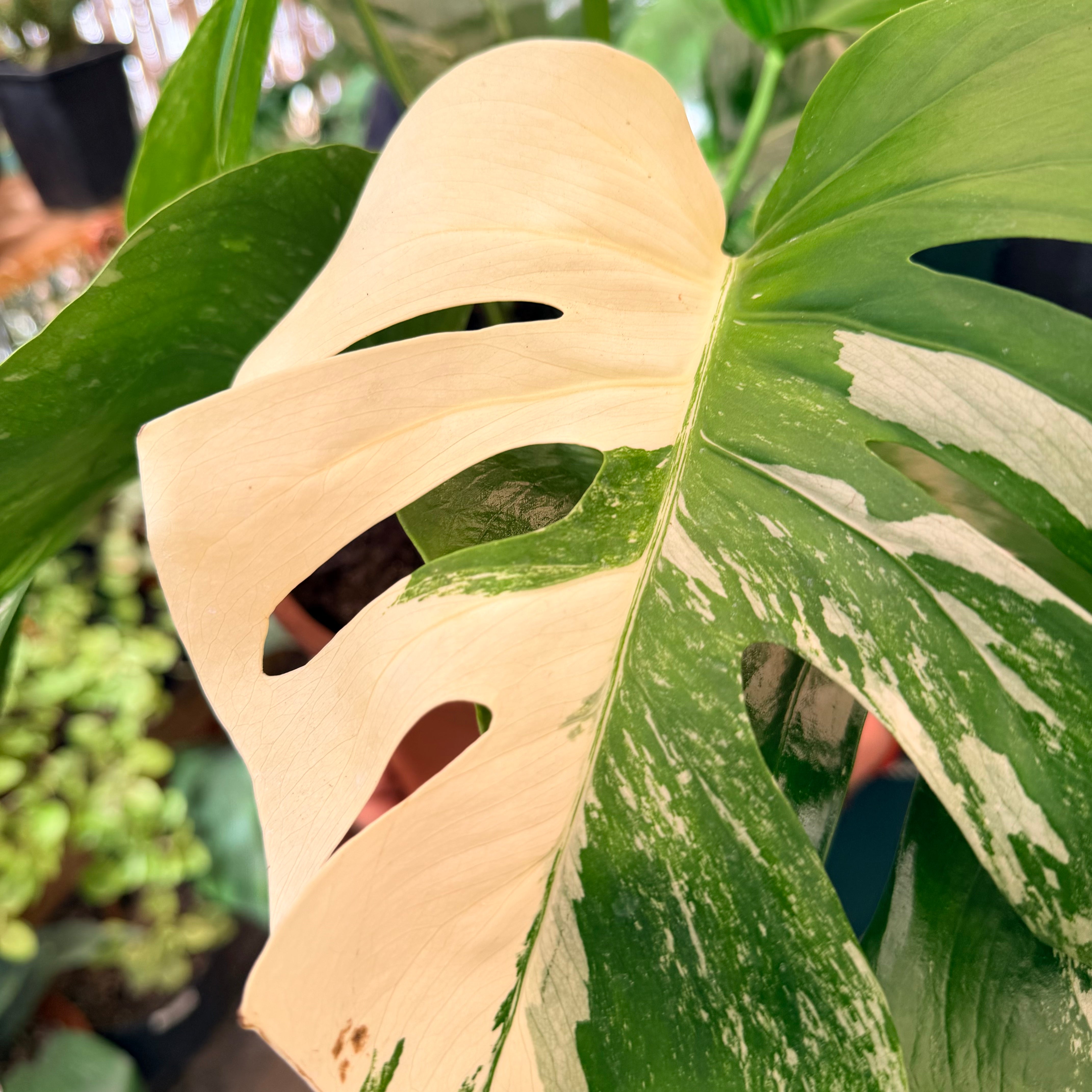 Vivero Mis Tesoros C Gloria