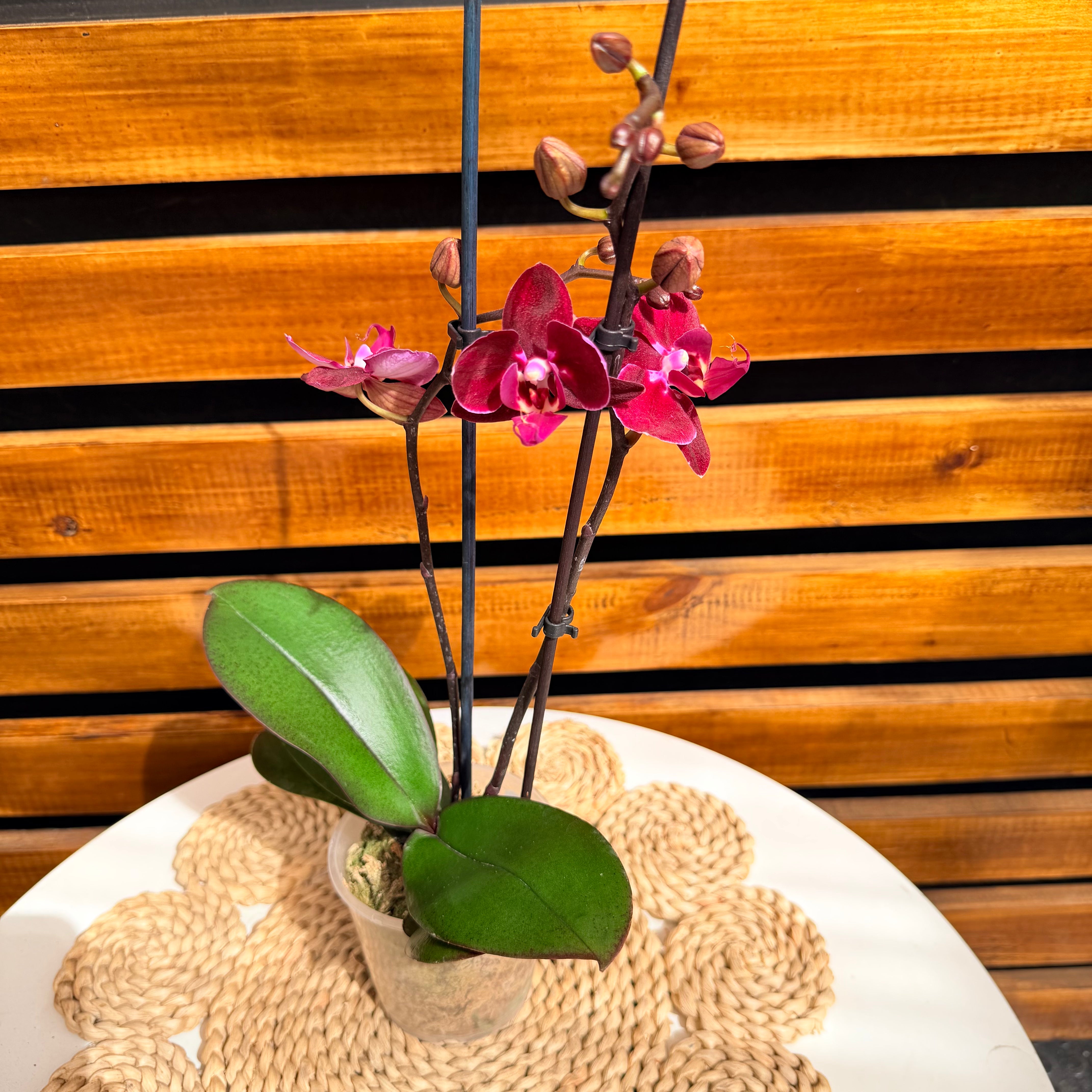 Vivero Mis Tesoros C Gloria