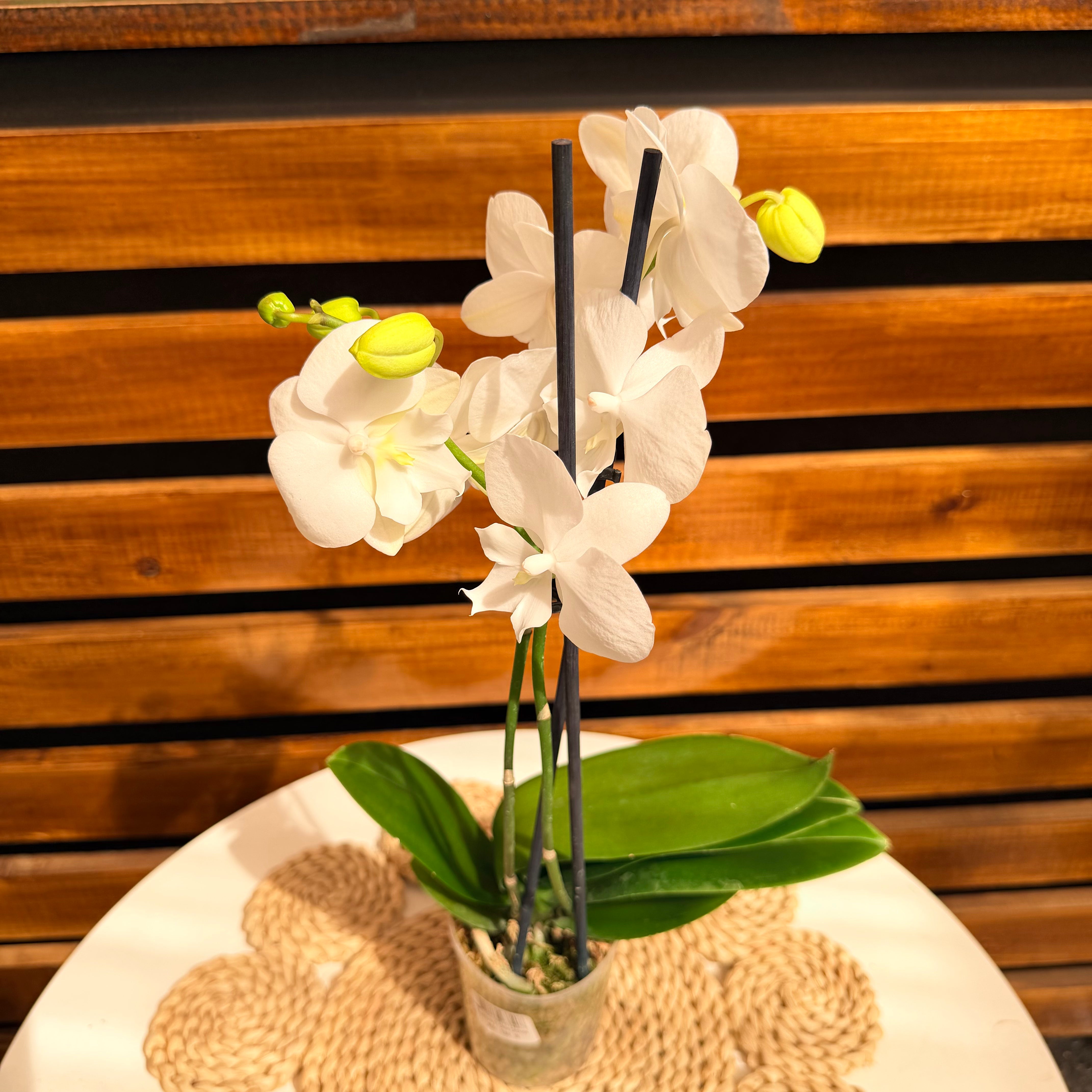 Vivero Mis Tesoros C Gloria