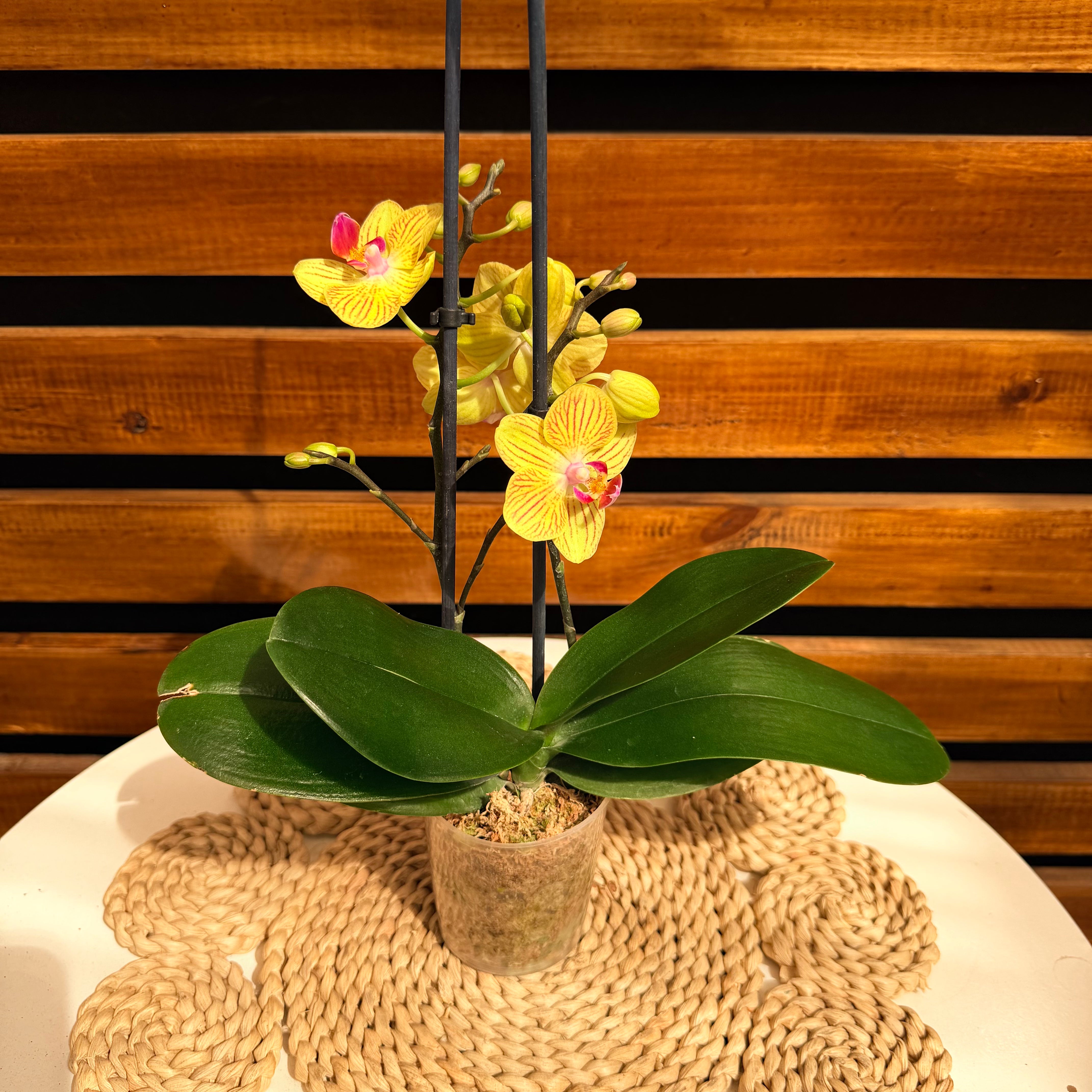 Vivero Mis Tesoros C Gloria