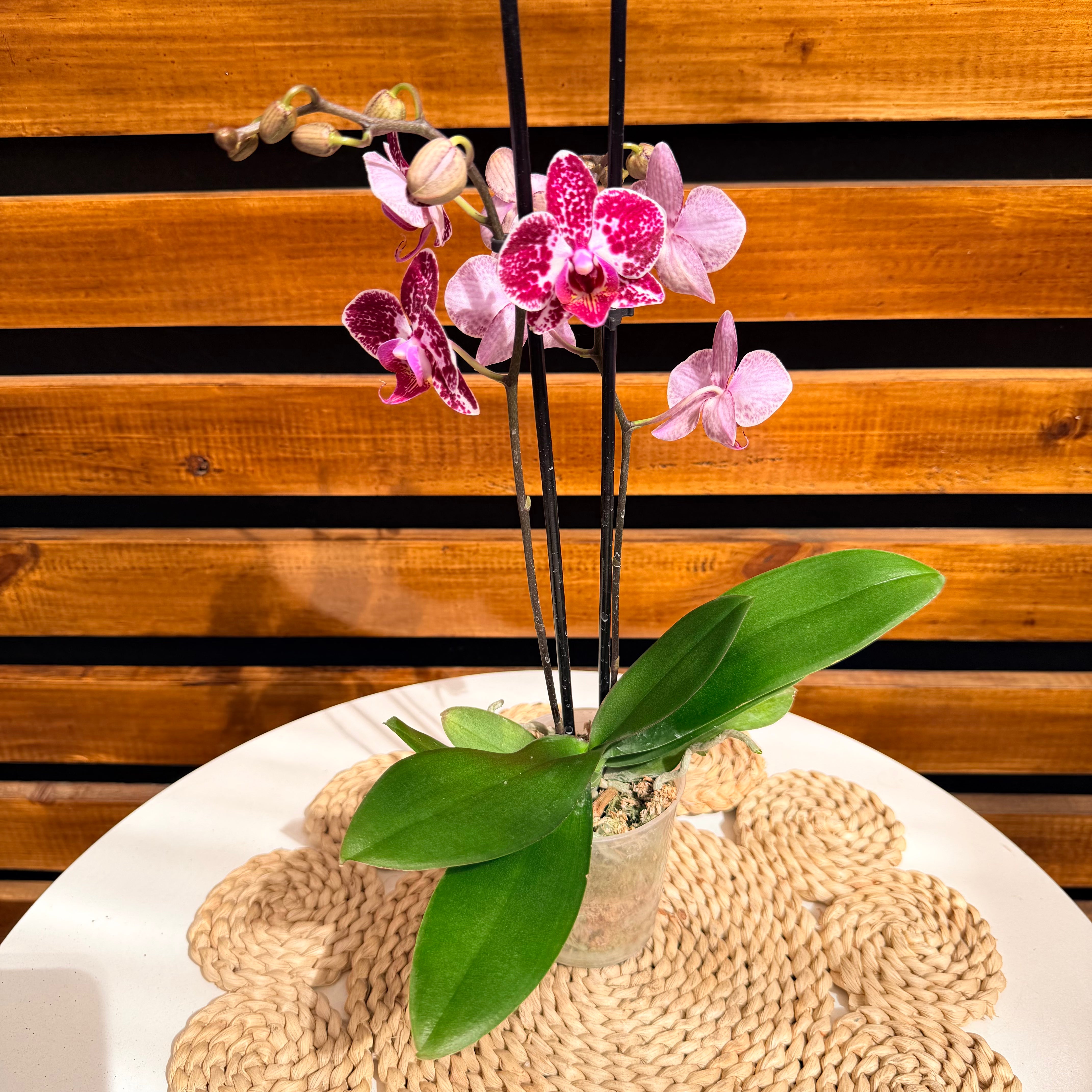 Orquidiea Phanalopsis M