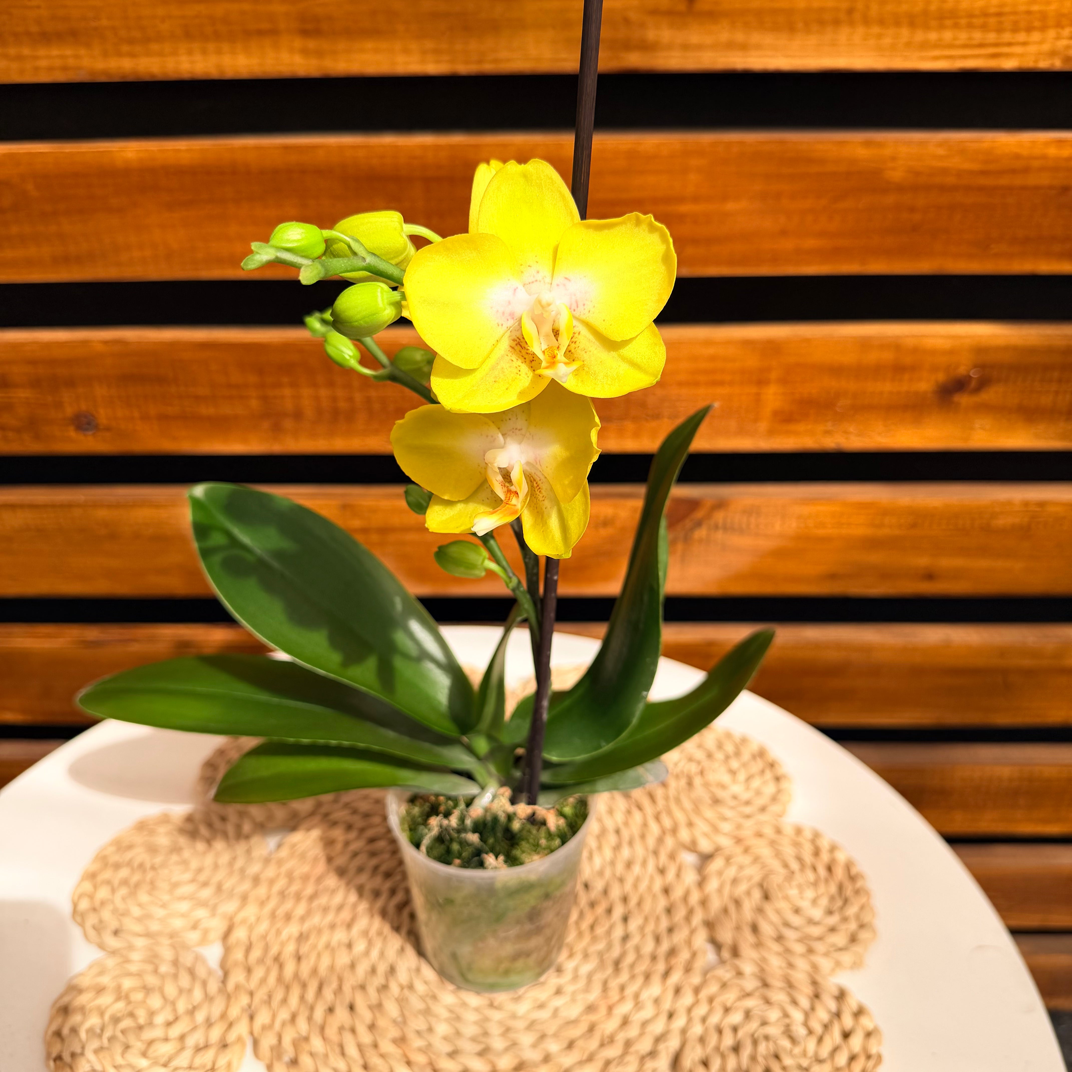 Vivero Mis Tesoros C Gloria