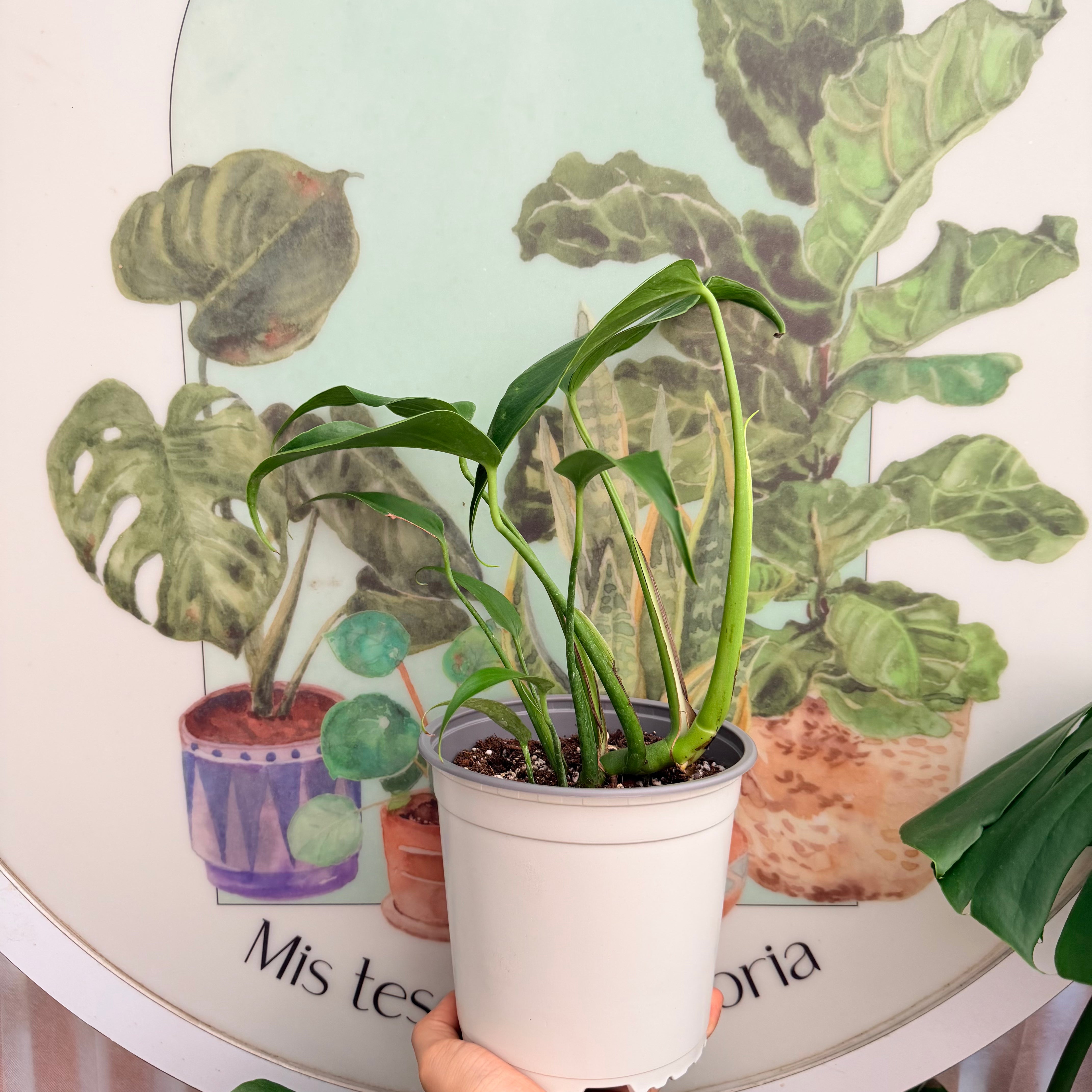 Vivero Mis Tesoros C Gloria