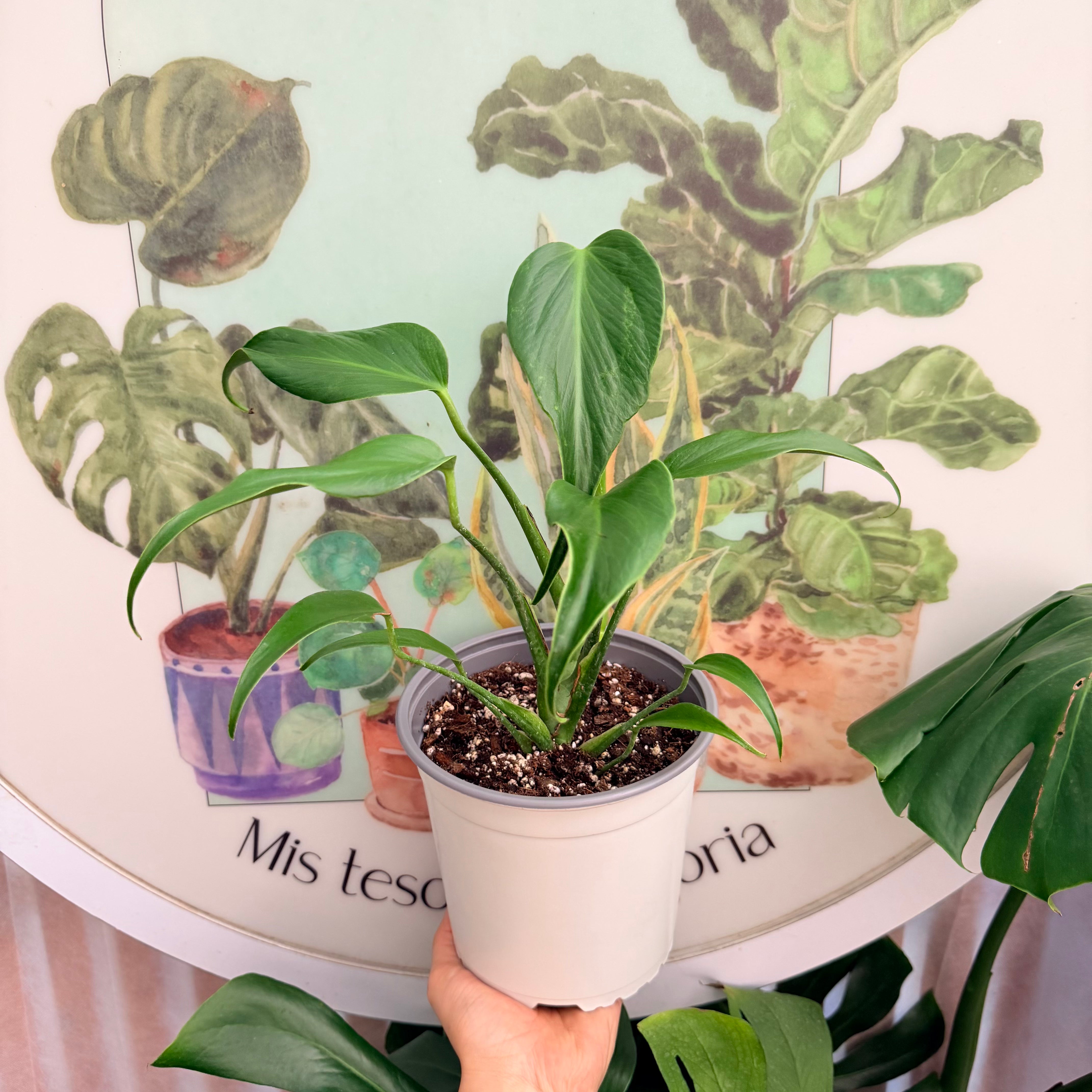 Vivero Mis Tesoros C Gloria