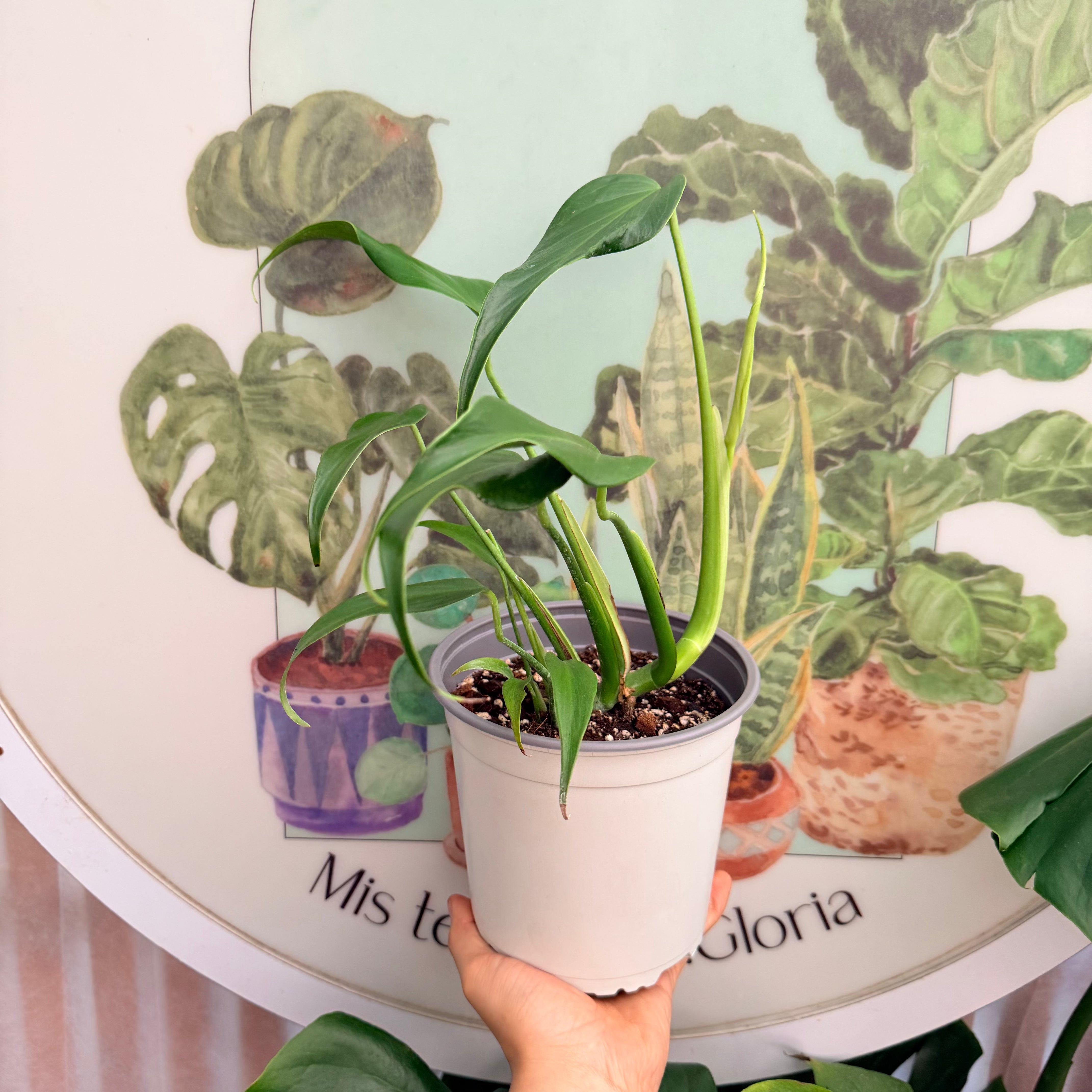 Monstera Burle Marx Flame