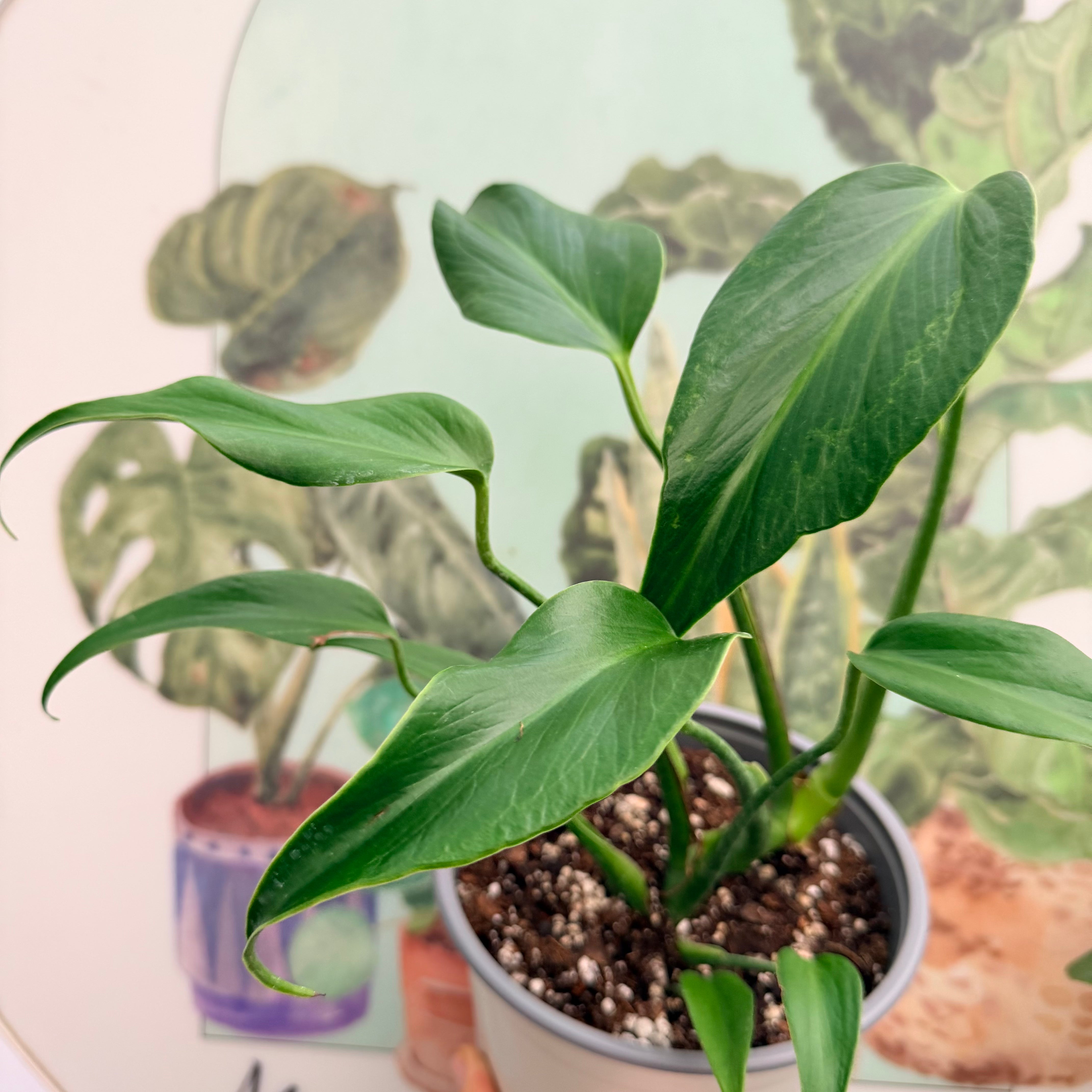 Vivero Mis Tesoros C Gloria