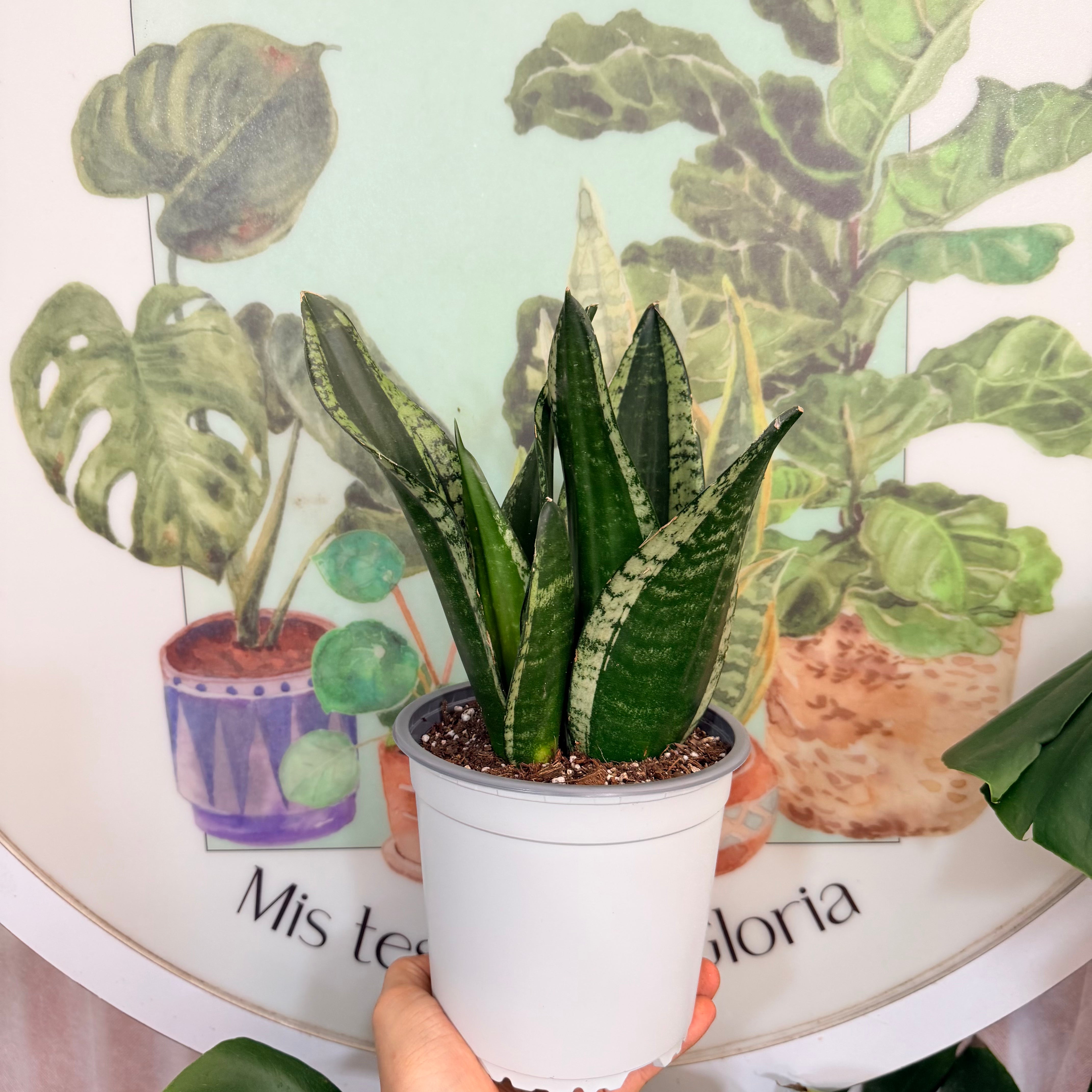 Vivero Mis Tesoros C Gloria