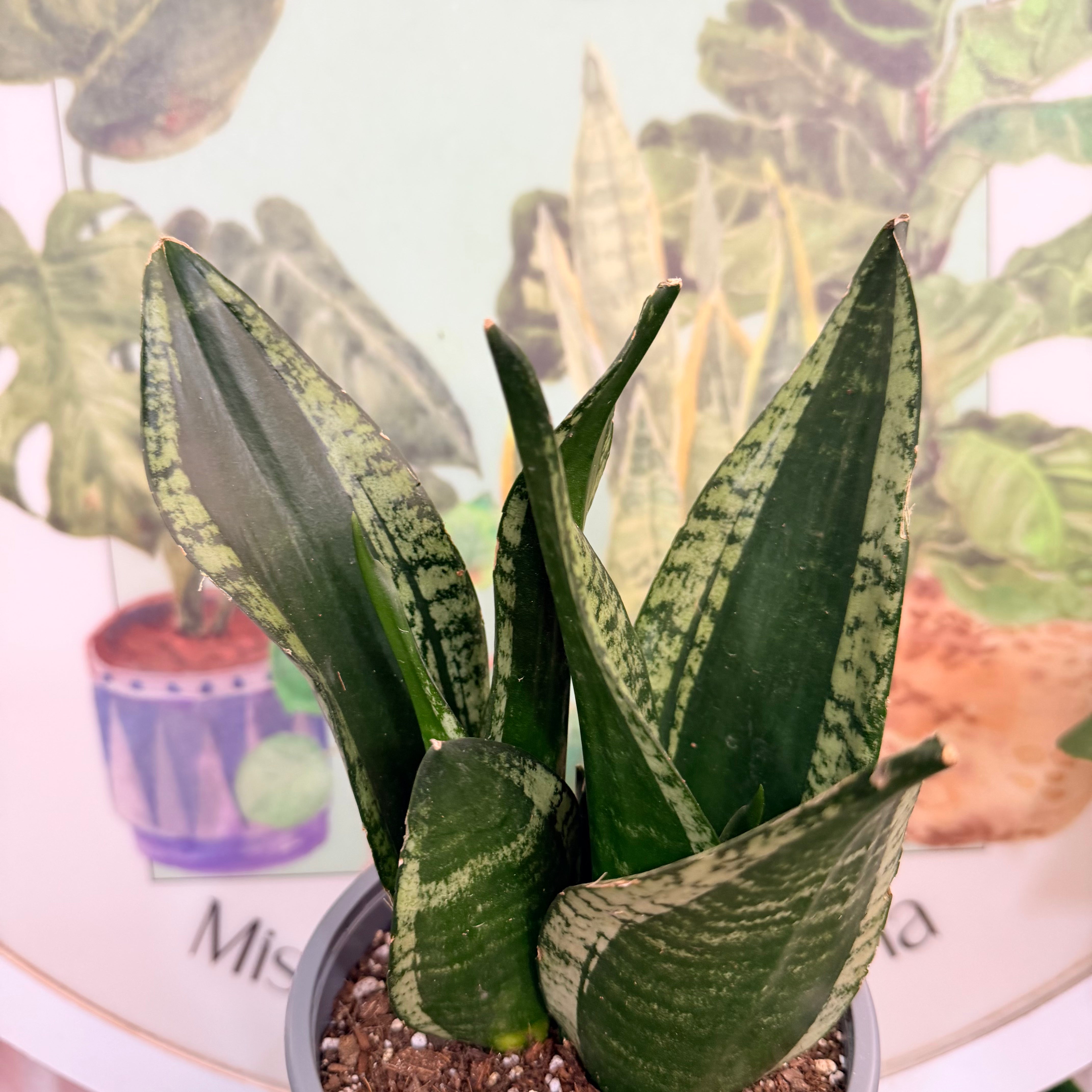 Sansevieria Whitney