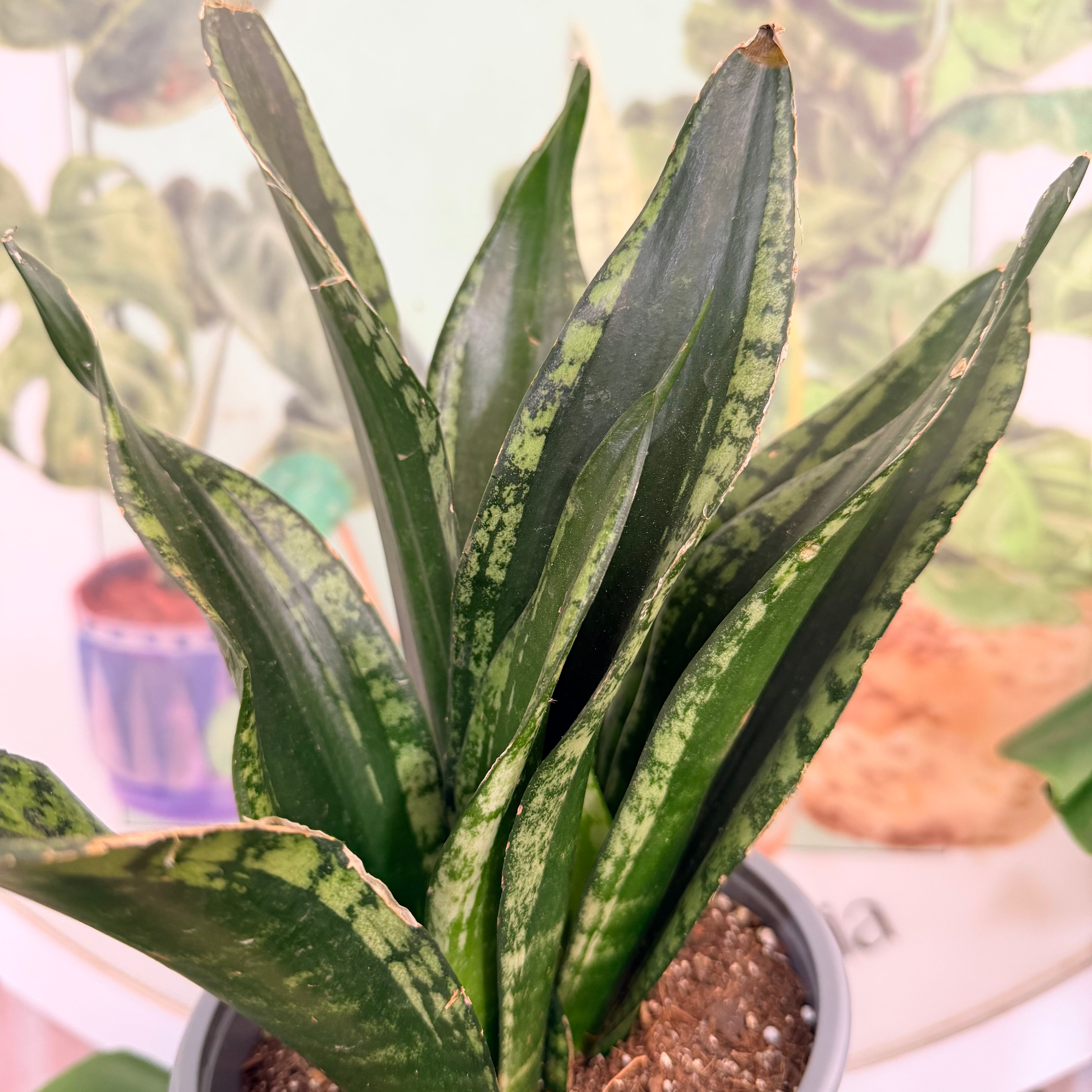 Vivero Mis Tesoros C Gloria