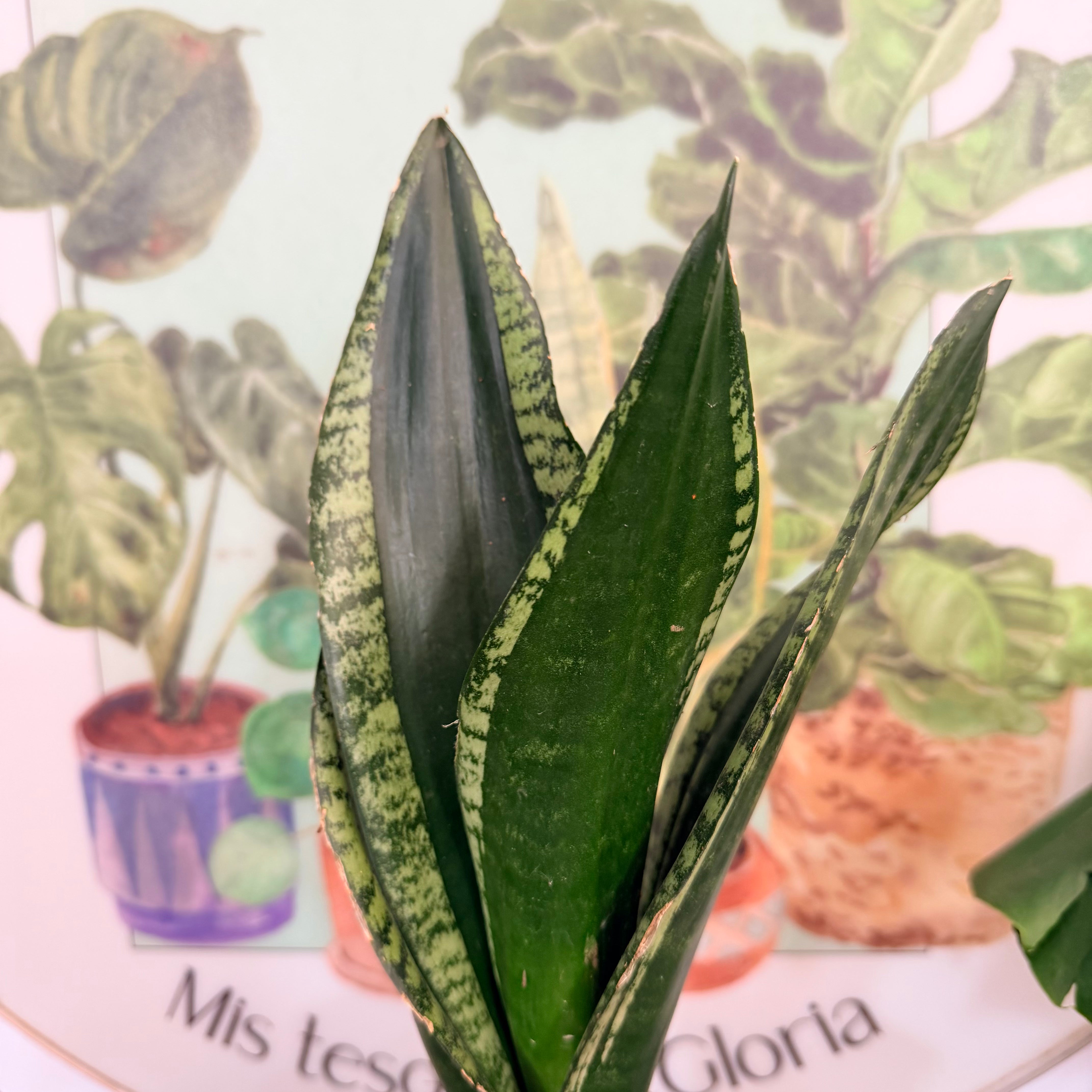 Vivero Mis Tesoros C Gloria