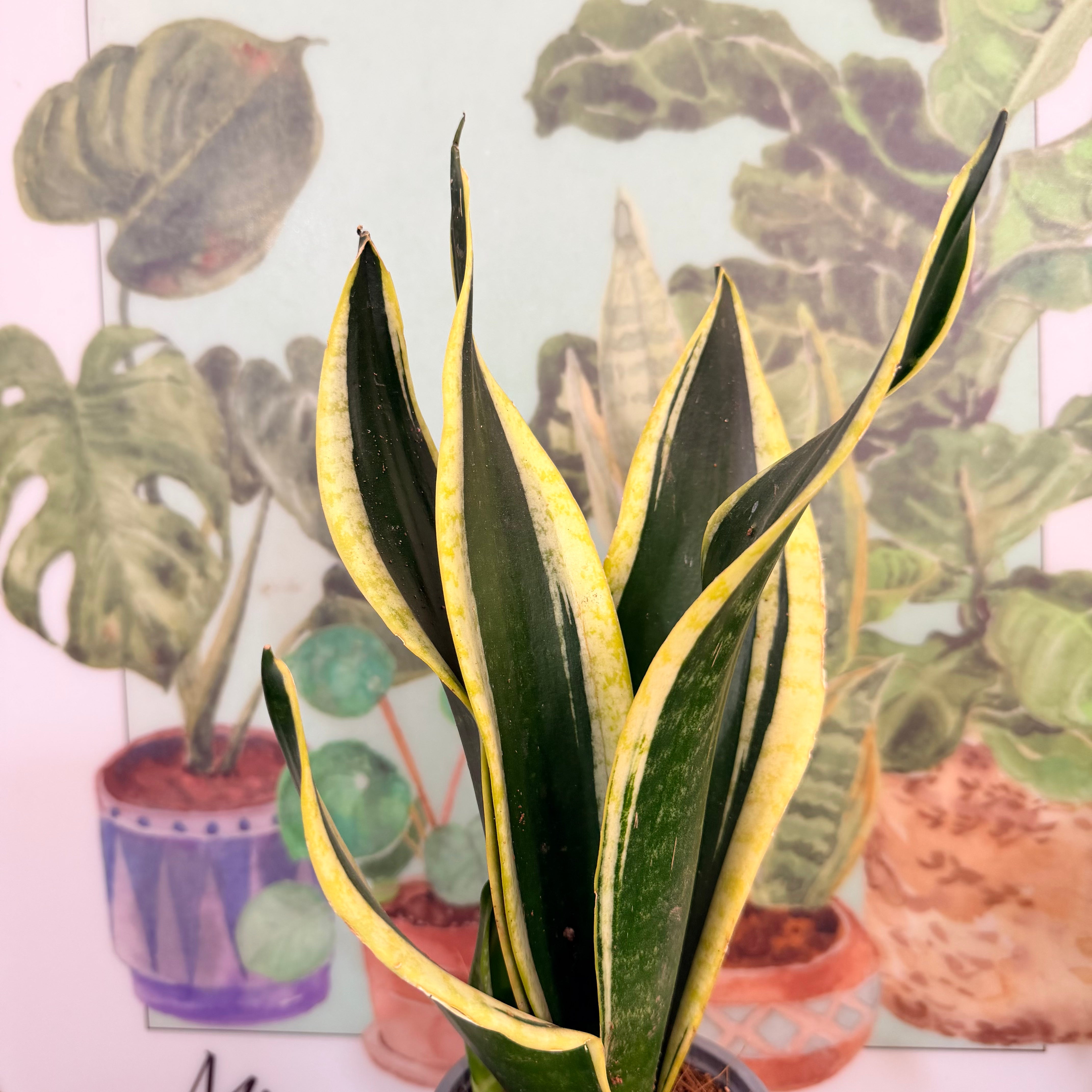 Sansevieria Black Gold