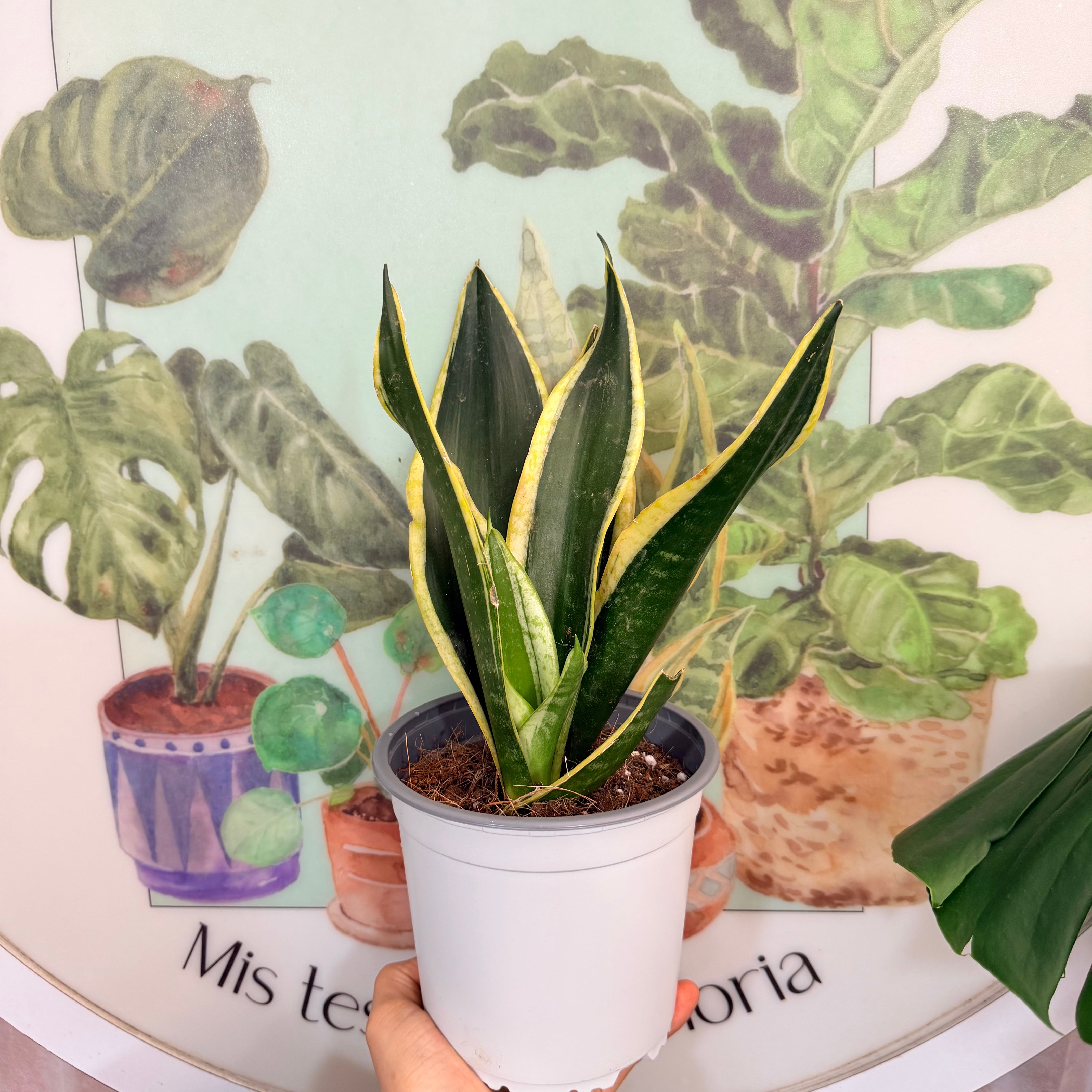 Vivero Mis Tesoros C Gloria