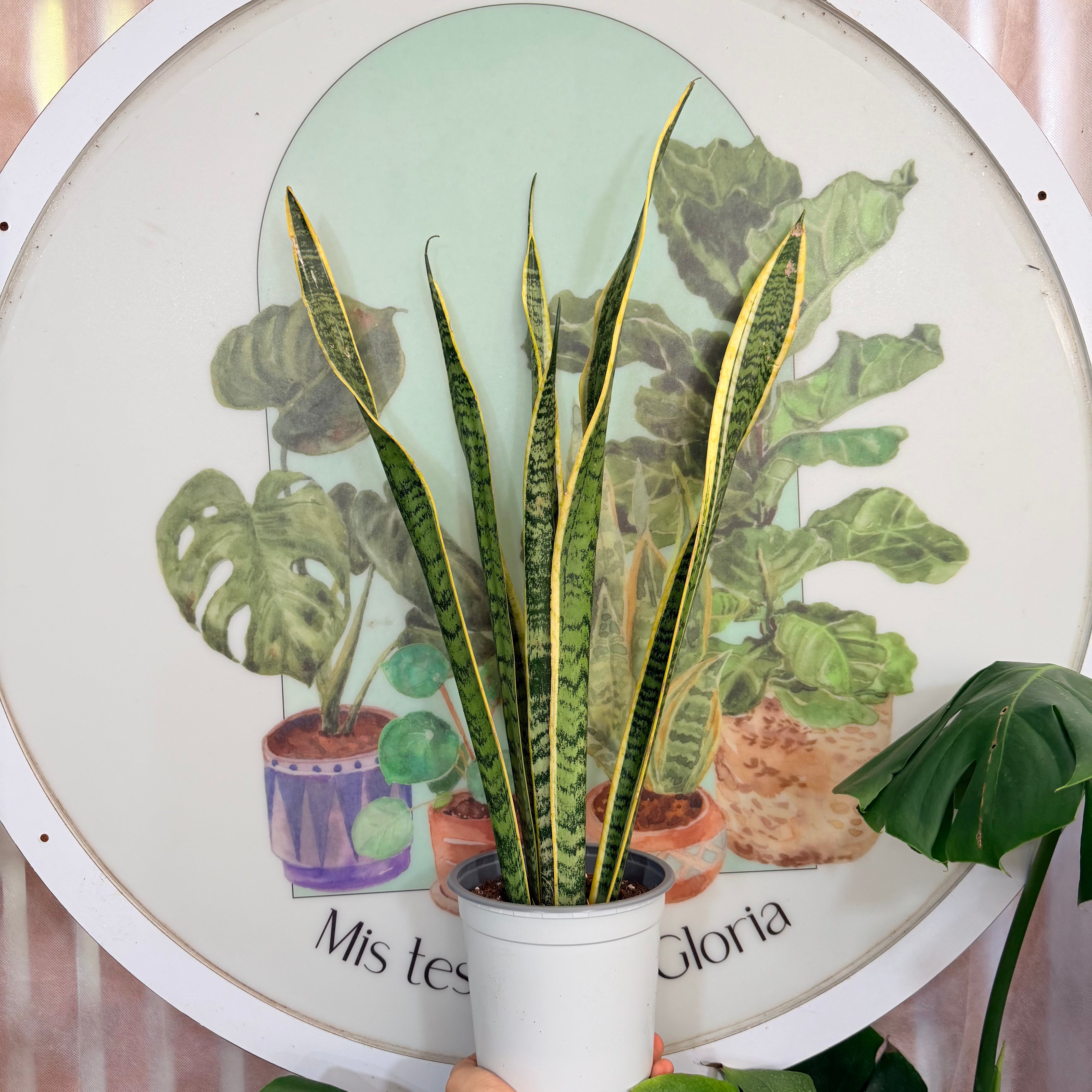 Vivero Mis Tesoros C Gloria