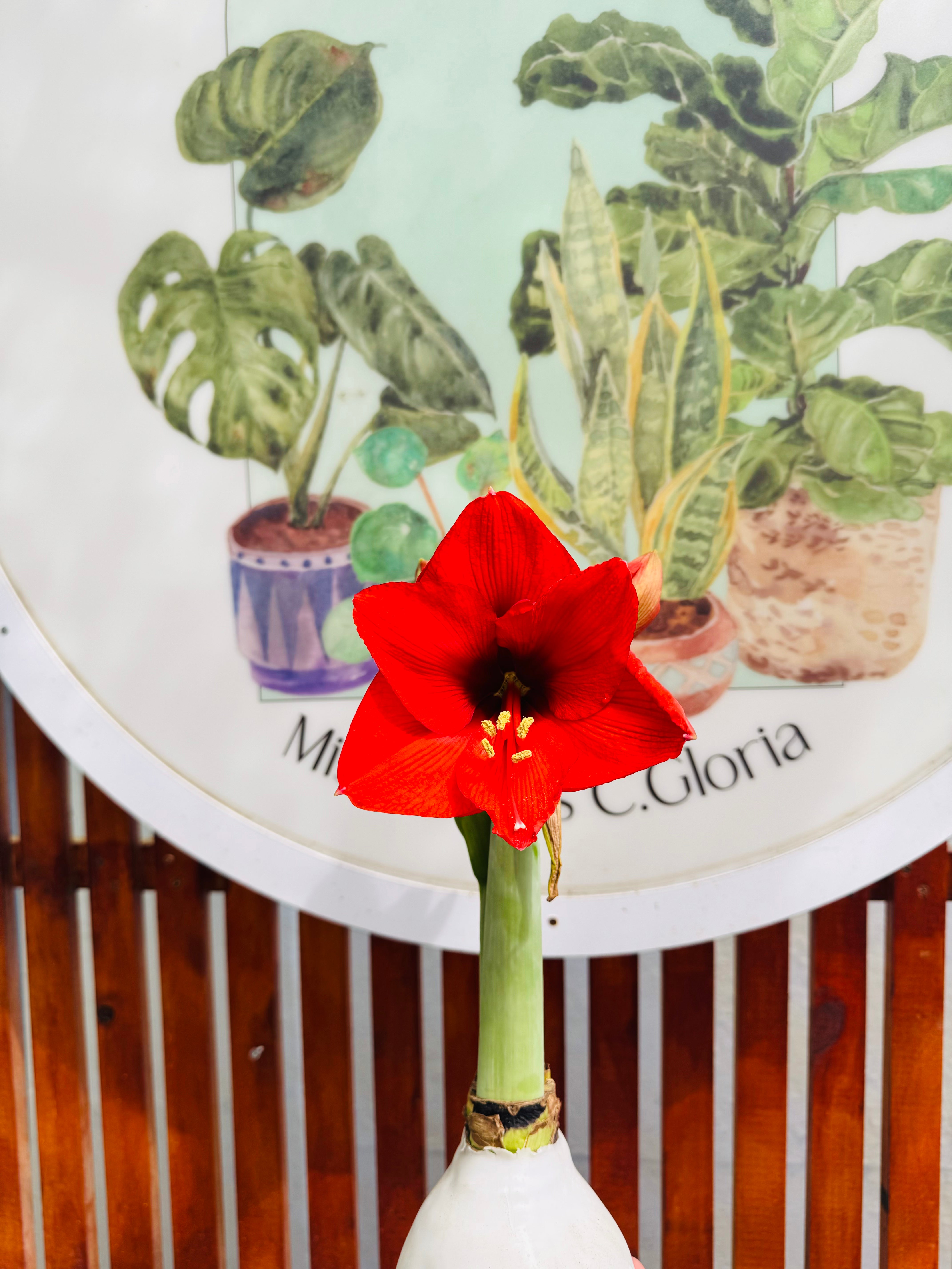 Vivero Mis Tesoros C Gloria