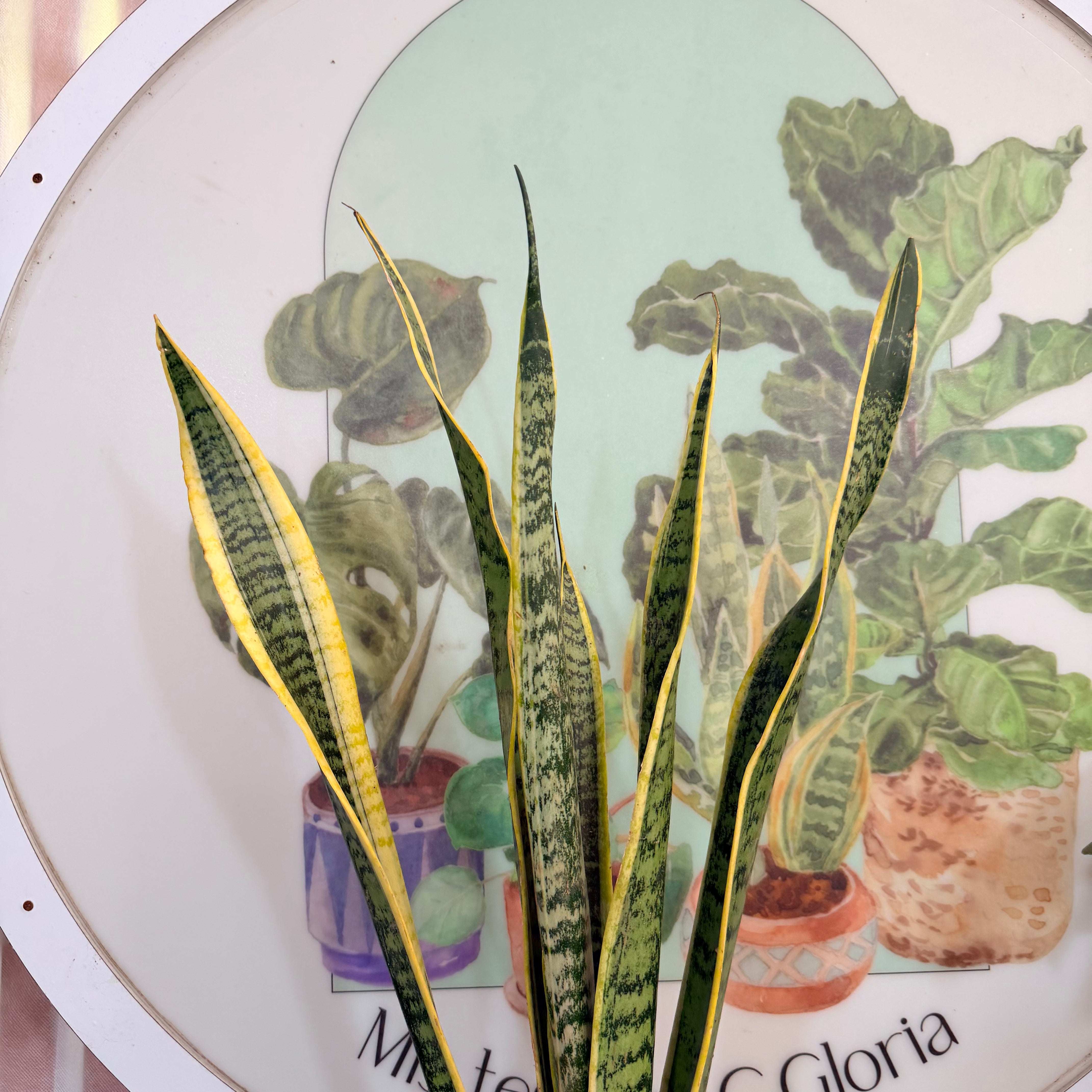 Vivero Mis Tesoros C Gloria