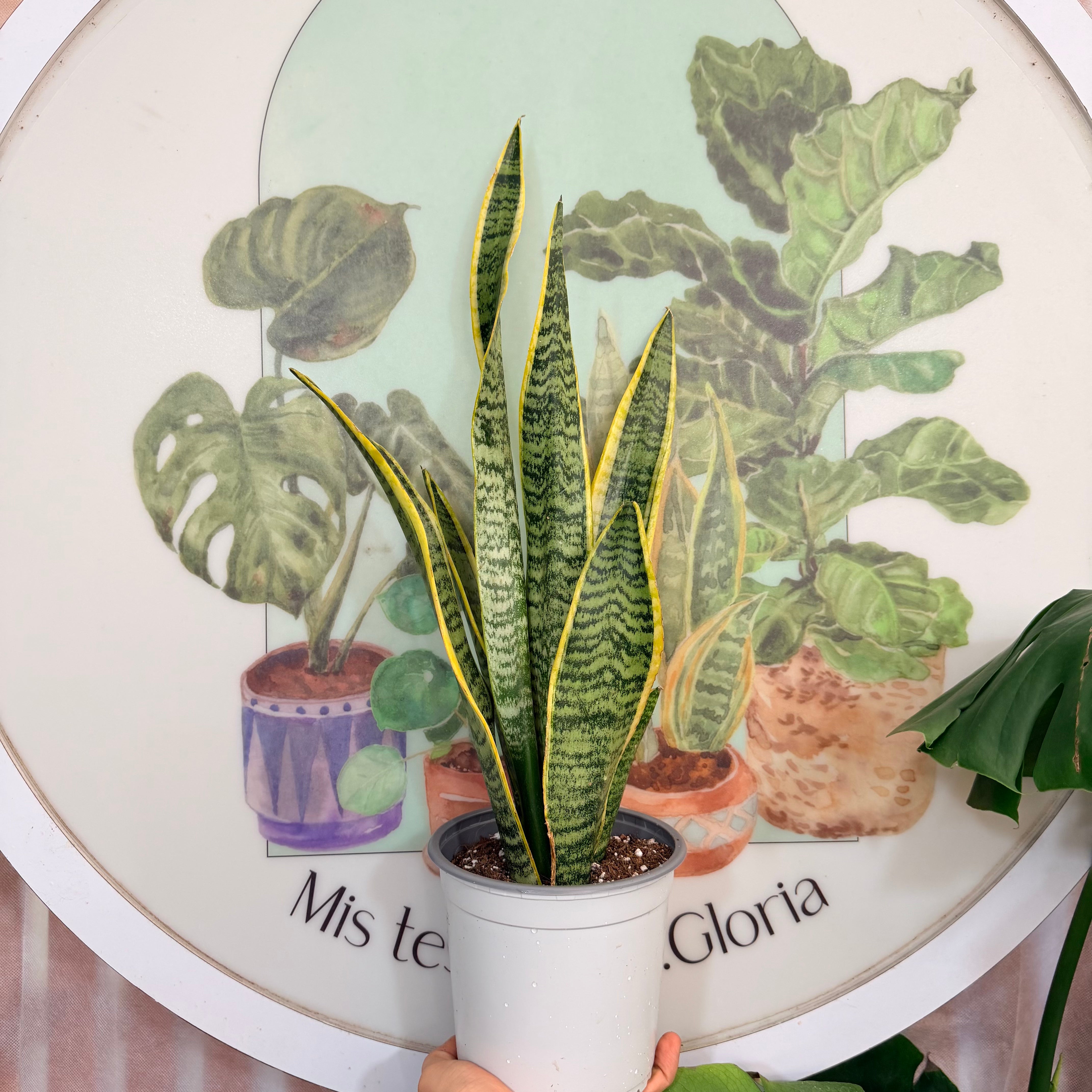 Sansevieria Laurentii aprox.60-70cm