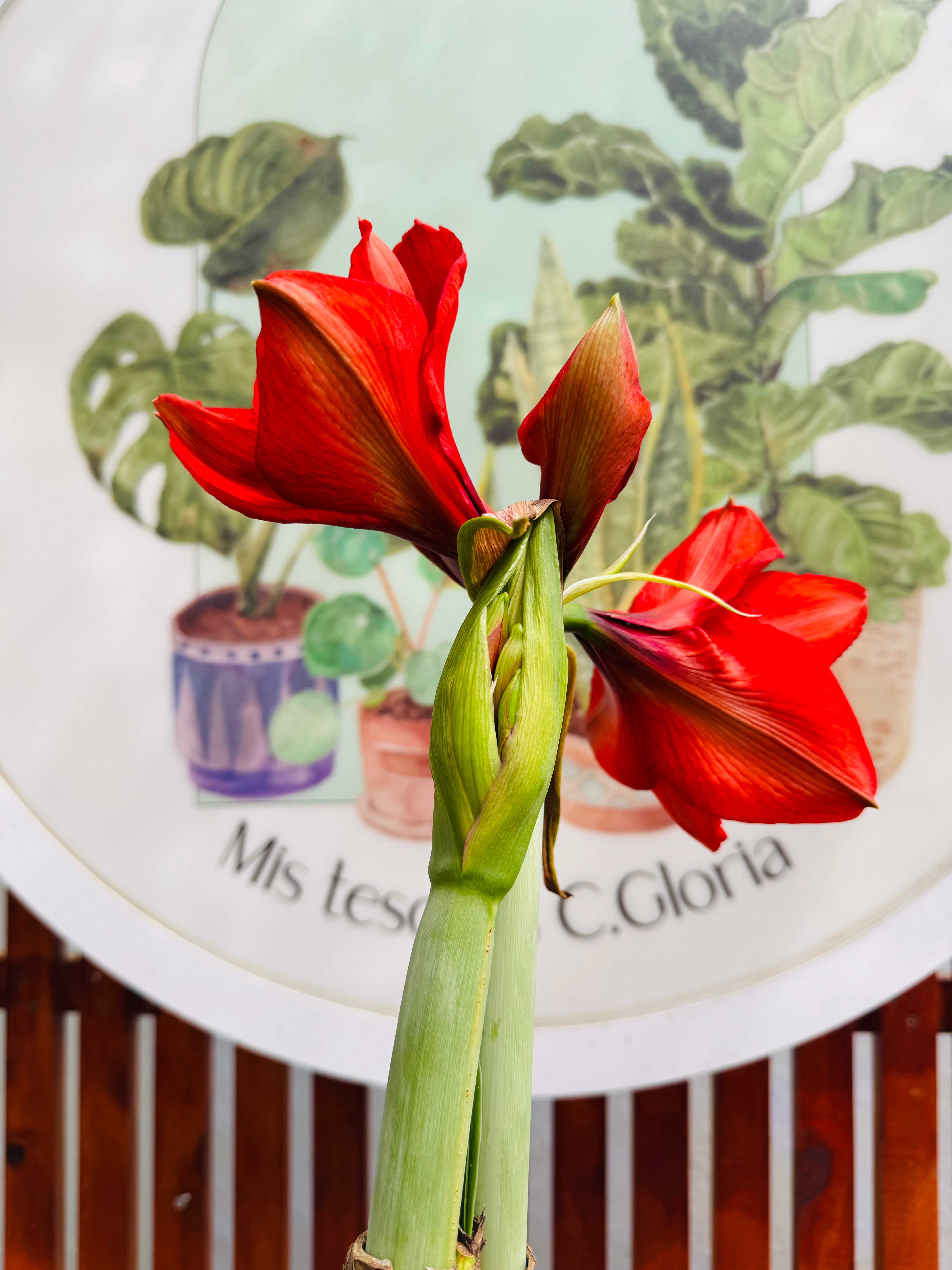 Amaryllis Wax