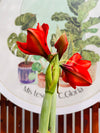 Amaryllis Wax