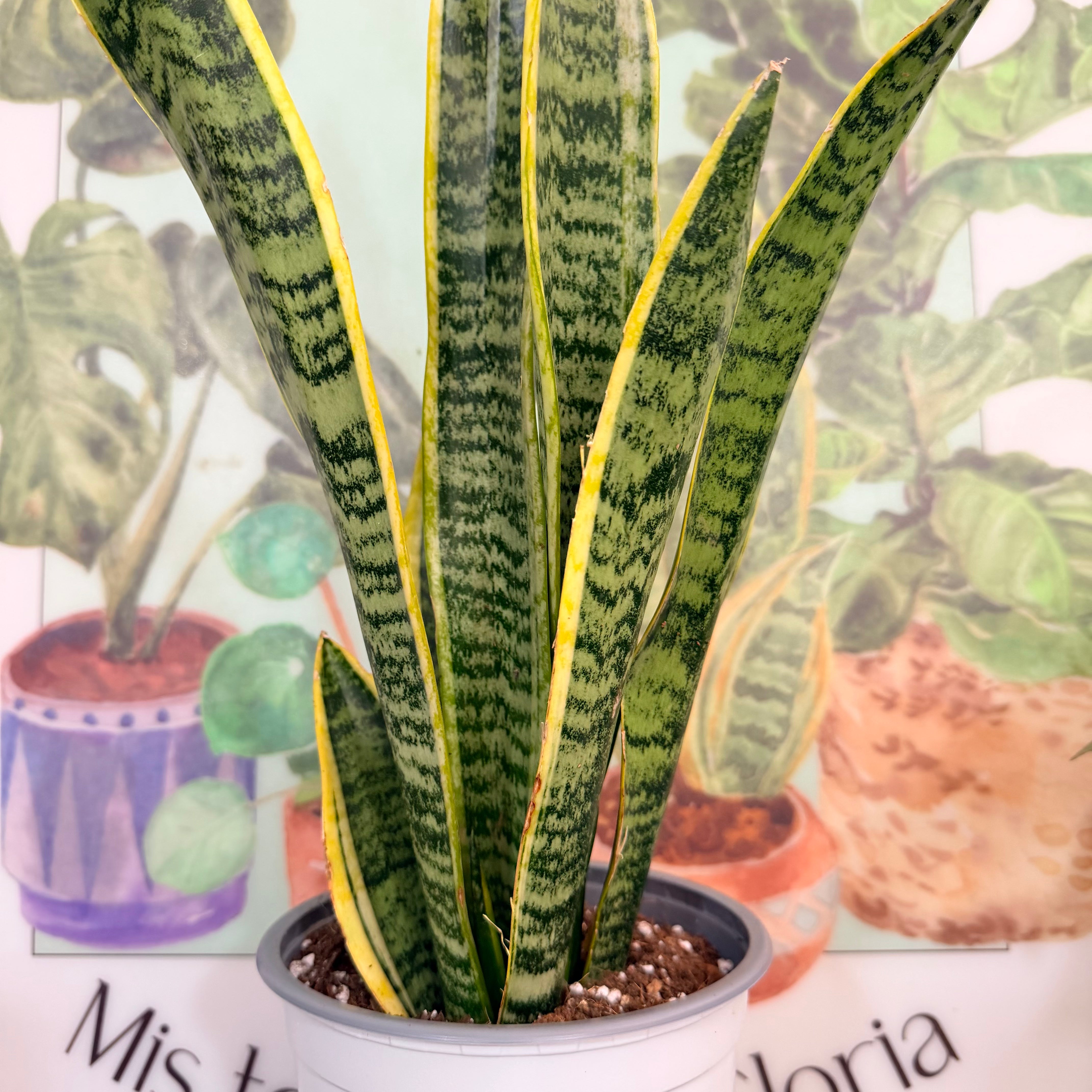 Vivero Mis Tesoros C Gloria