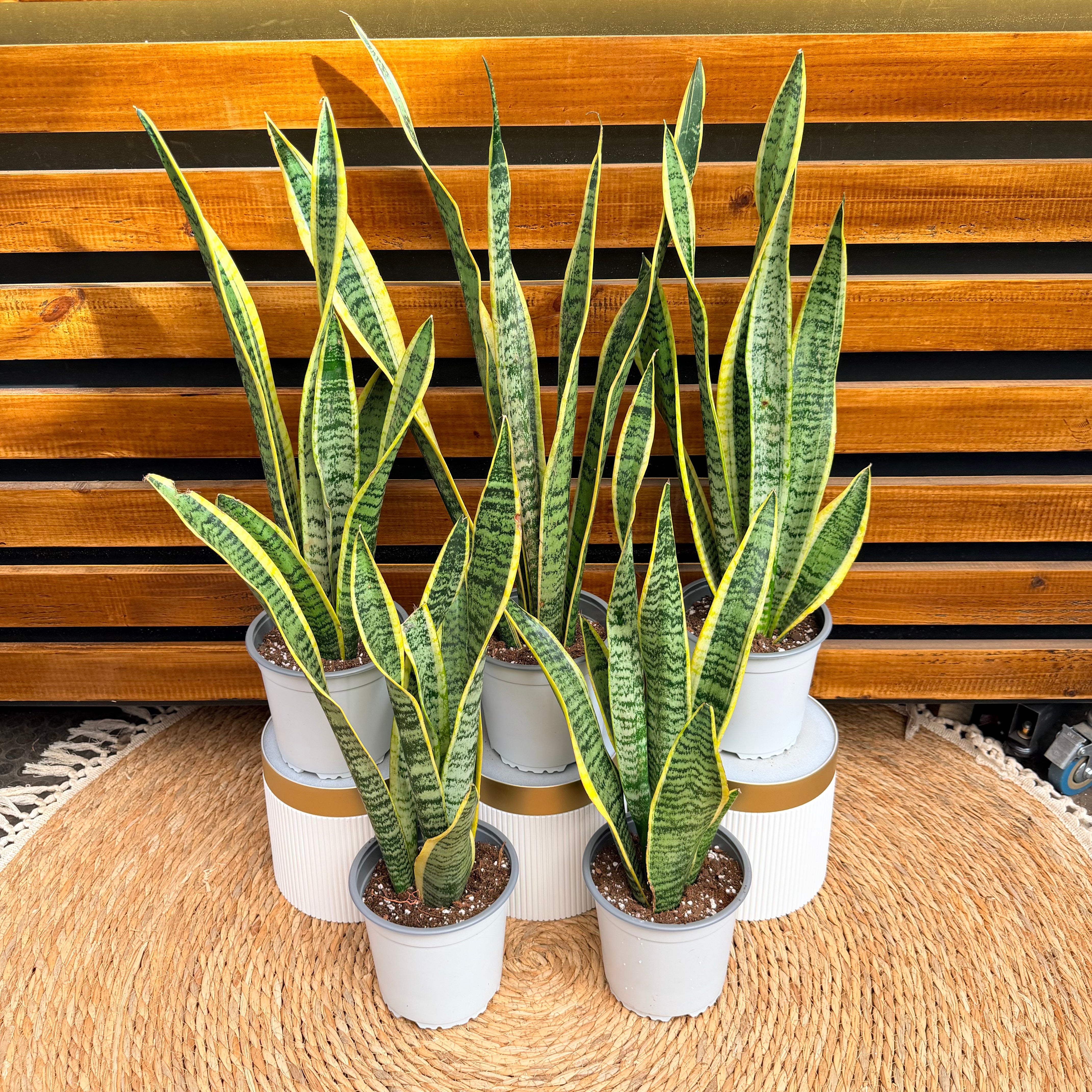 Vivero Mis Tesoros C Gloria