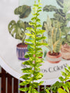 Helecho Tiger Variegado