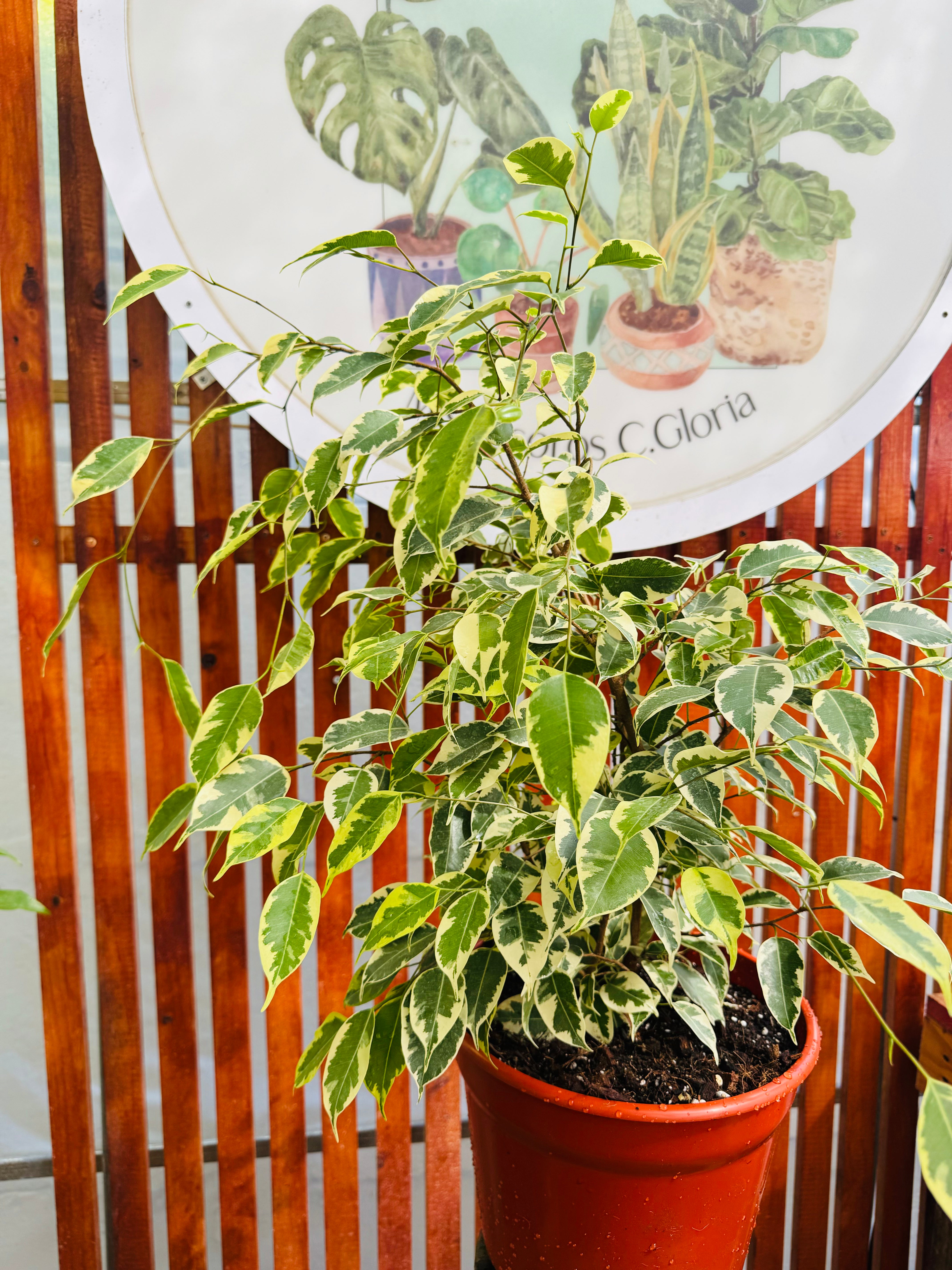 Ficus Grande (Verde o Blanco)