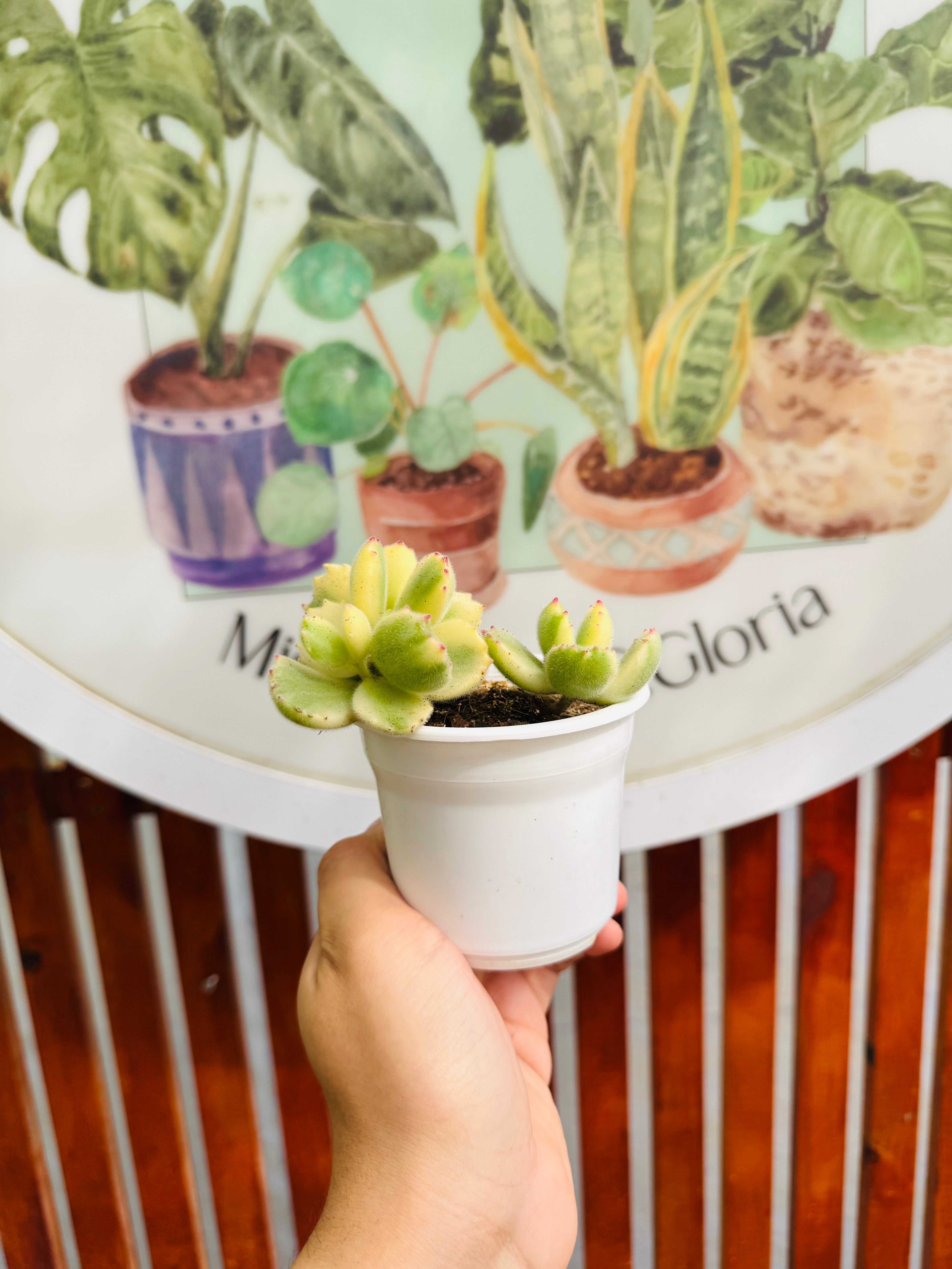 Cotyledon Tomentosa Variegada