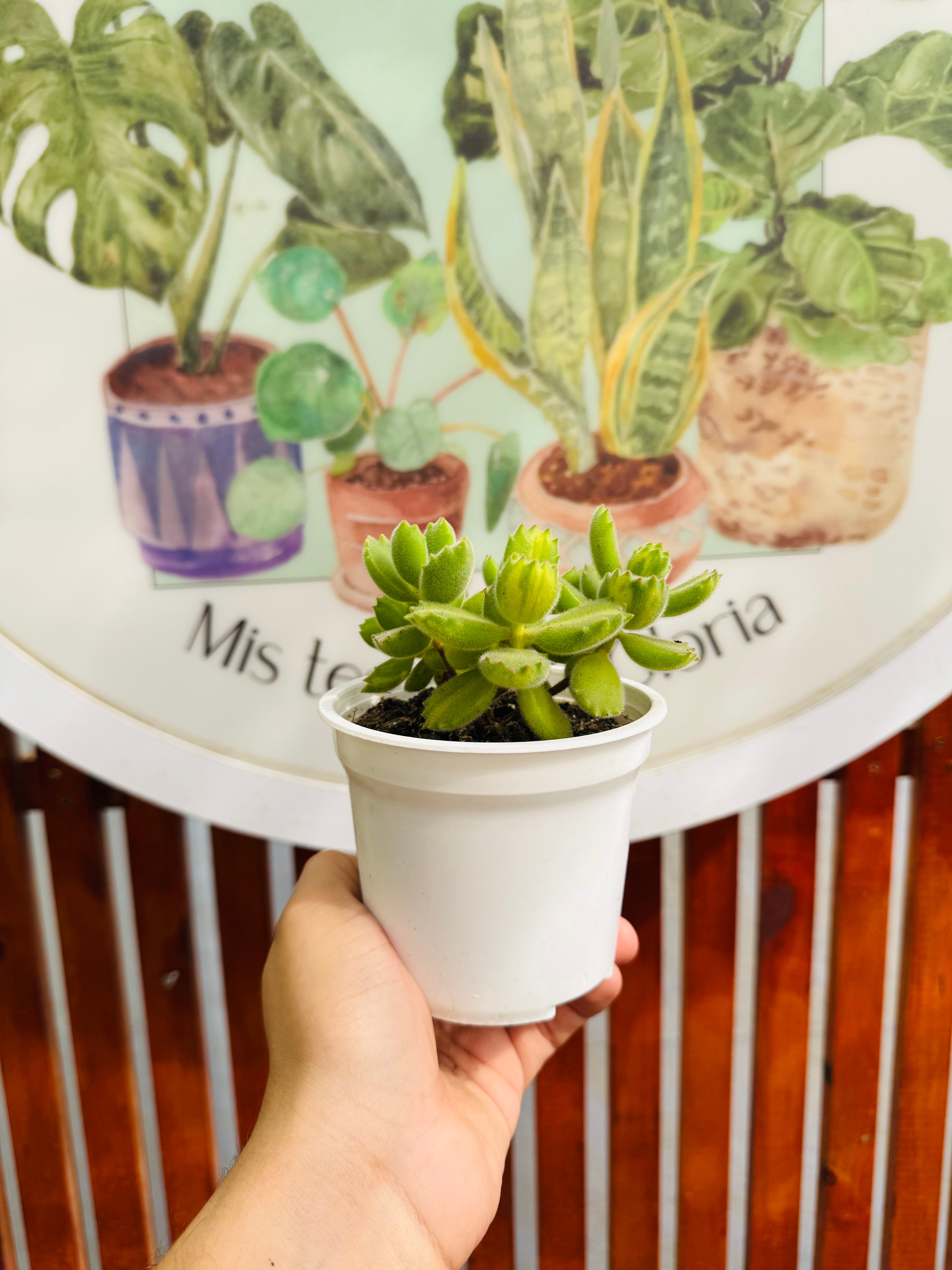 Cotyledon Tomentosa Lemon Lime