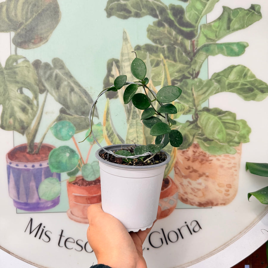 Hoya Mathilde Tutor