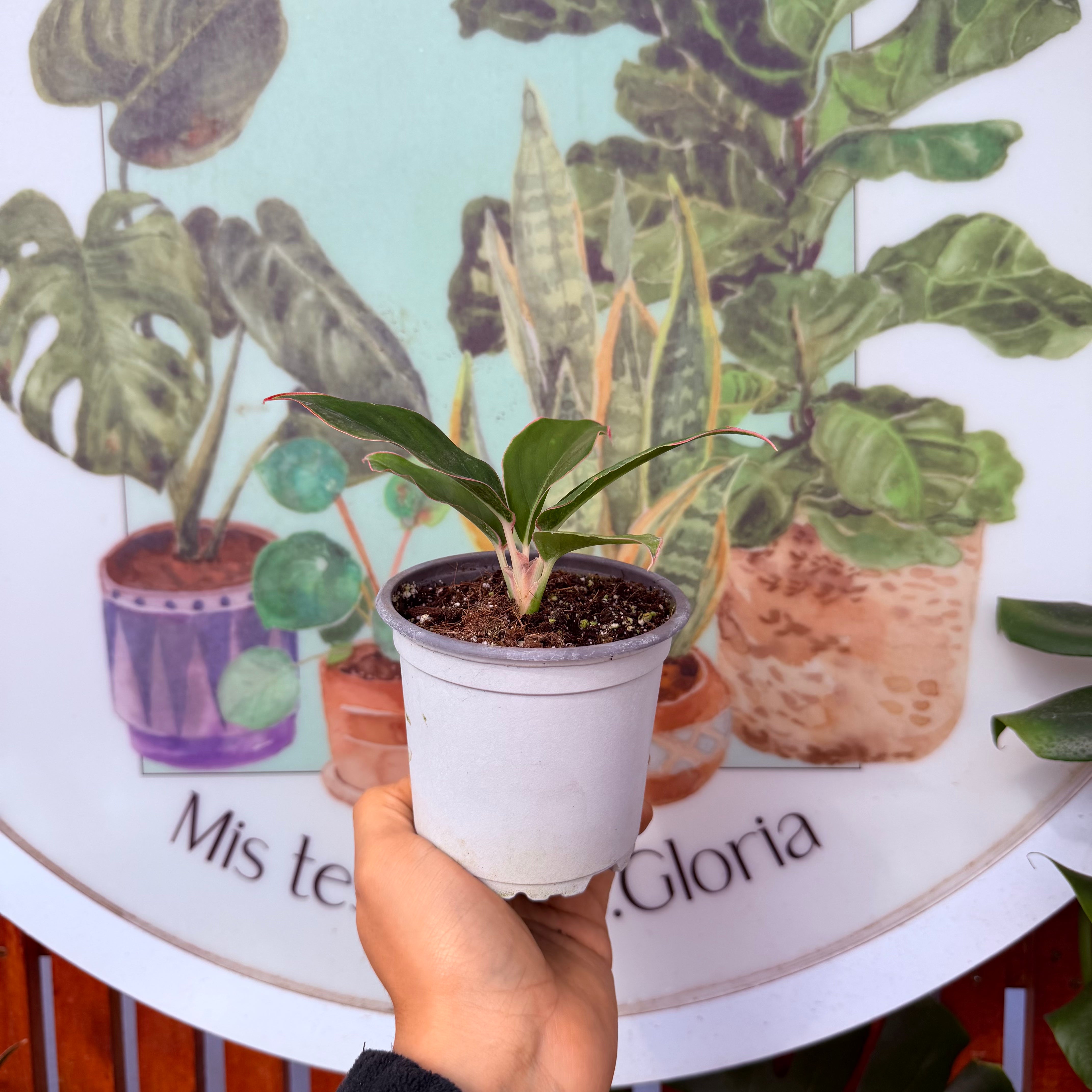 aglaonema sapphire Aglaonema Sapphire – Vivero Mis Tesoros C Gloria