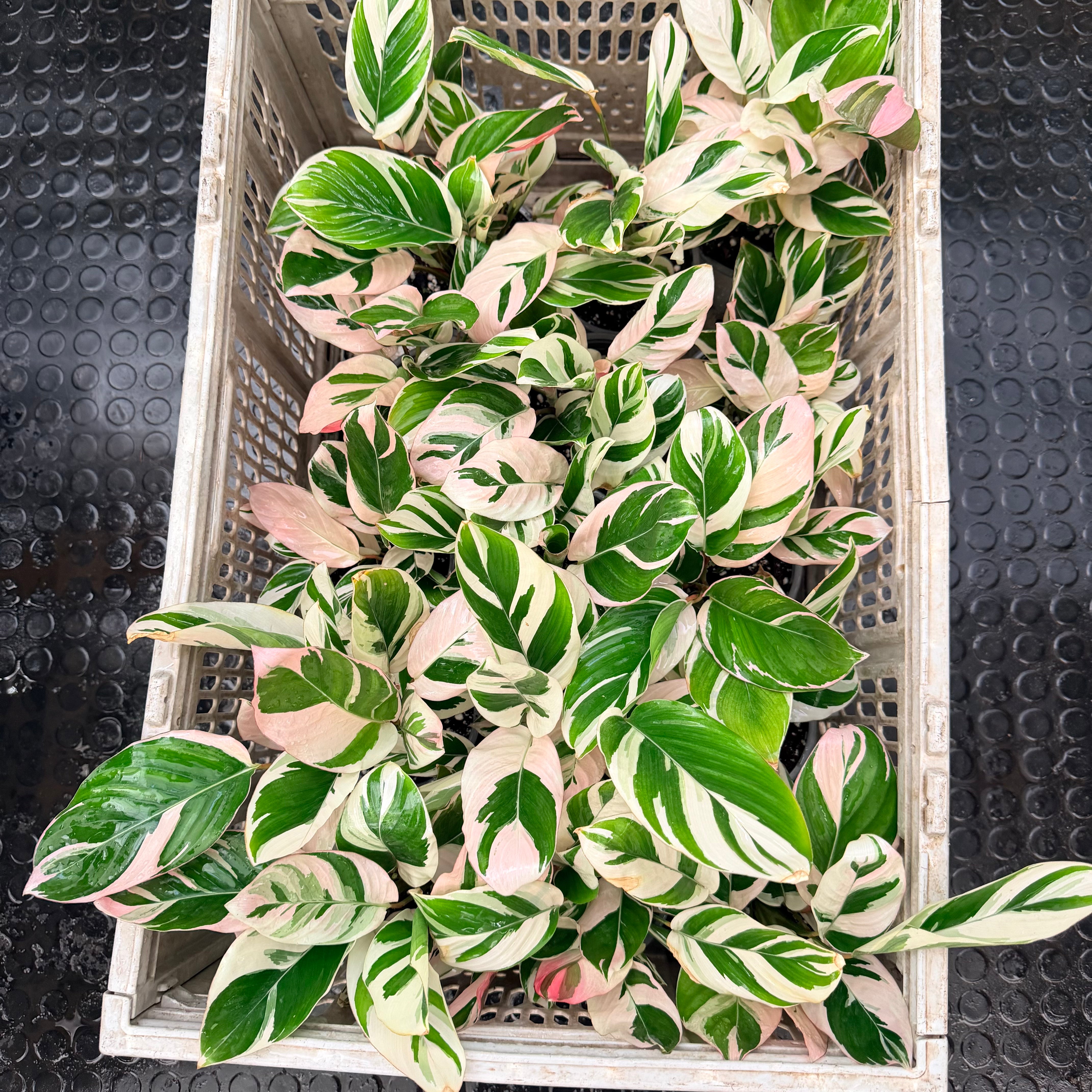 Vivero Mis Tesoros C Gloria