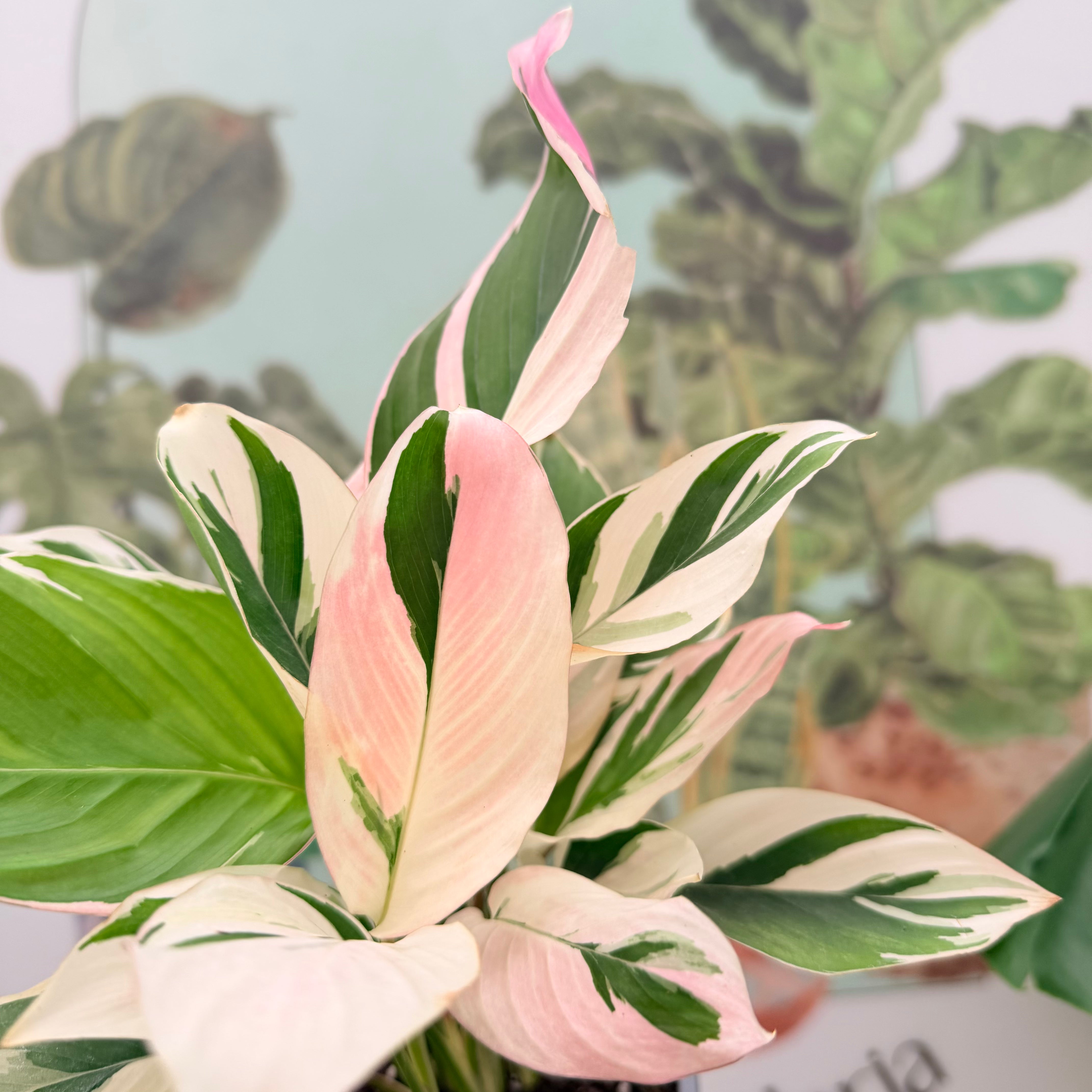 Vivero Mis Tesoros C Gloria