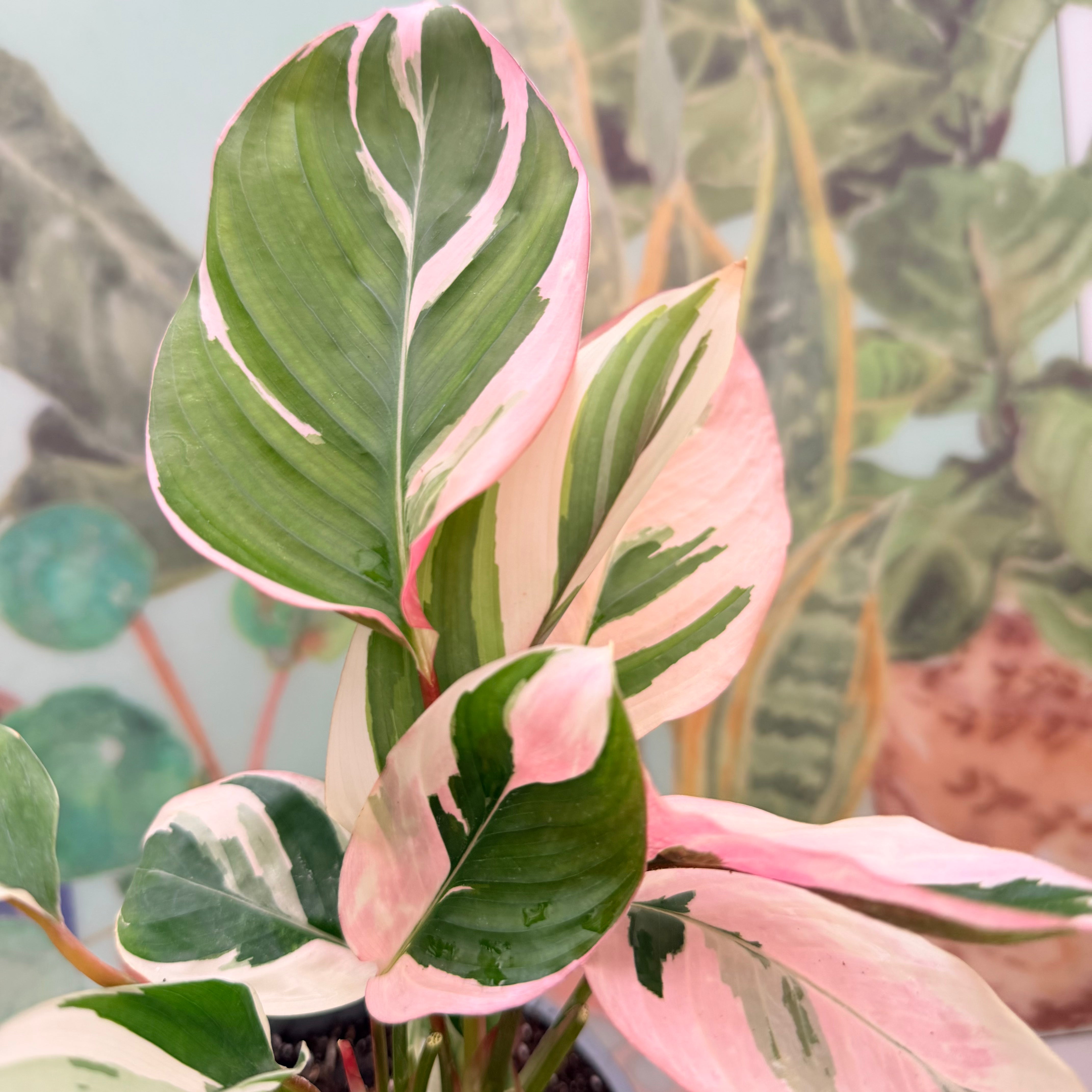 Vivero Mis Tesoros C Gloria