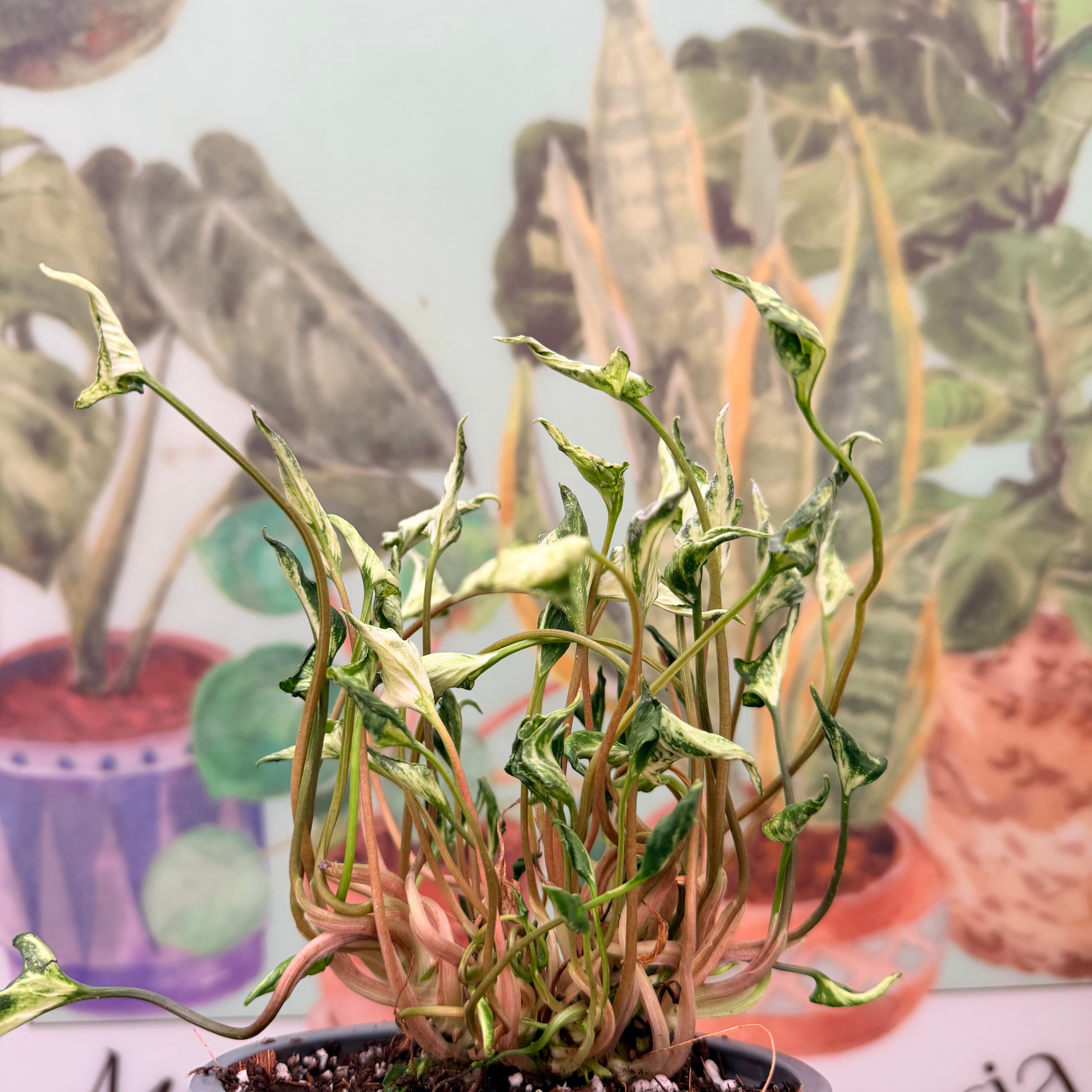 Vivero Mis Tesoros C Gloria