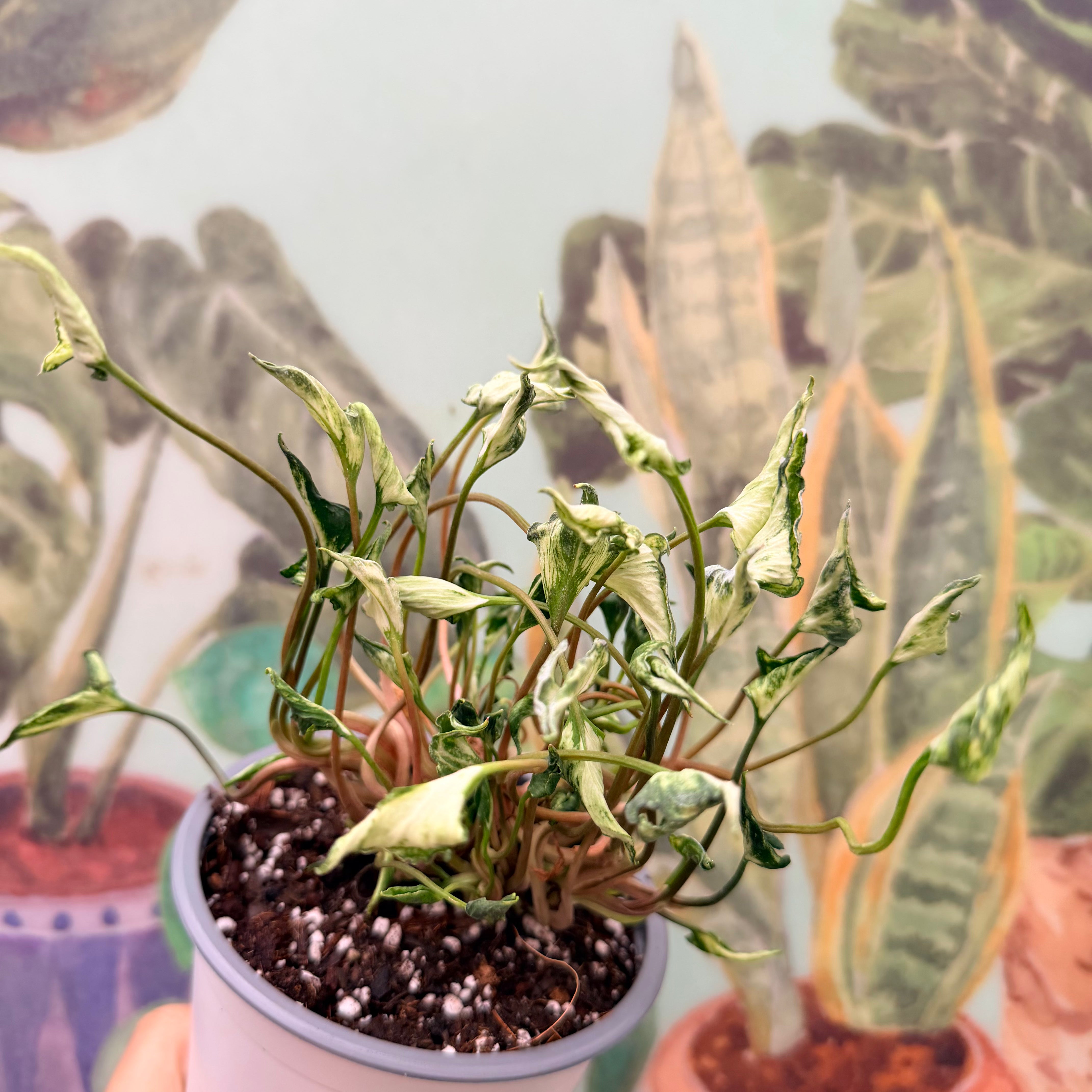 Vivero Mis Tesoros C Gloria