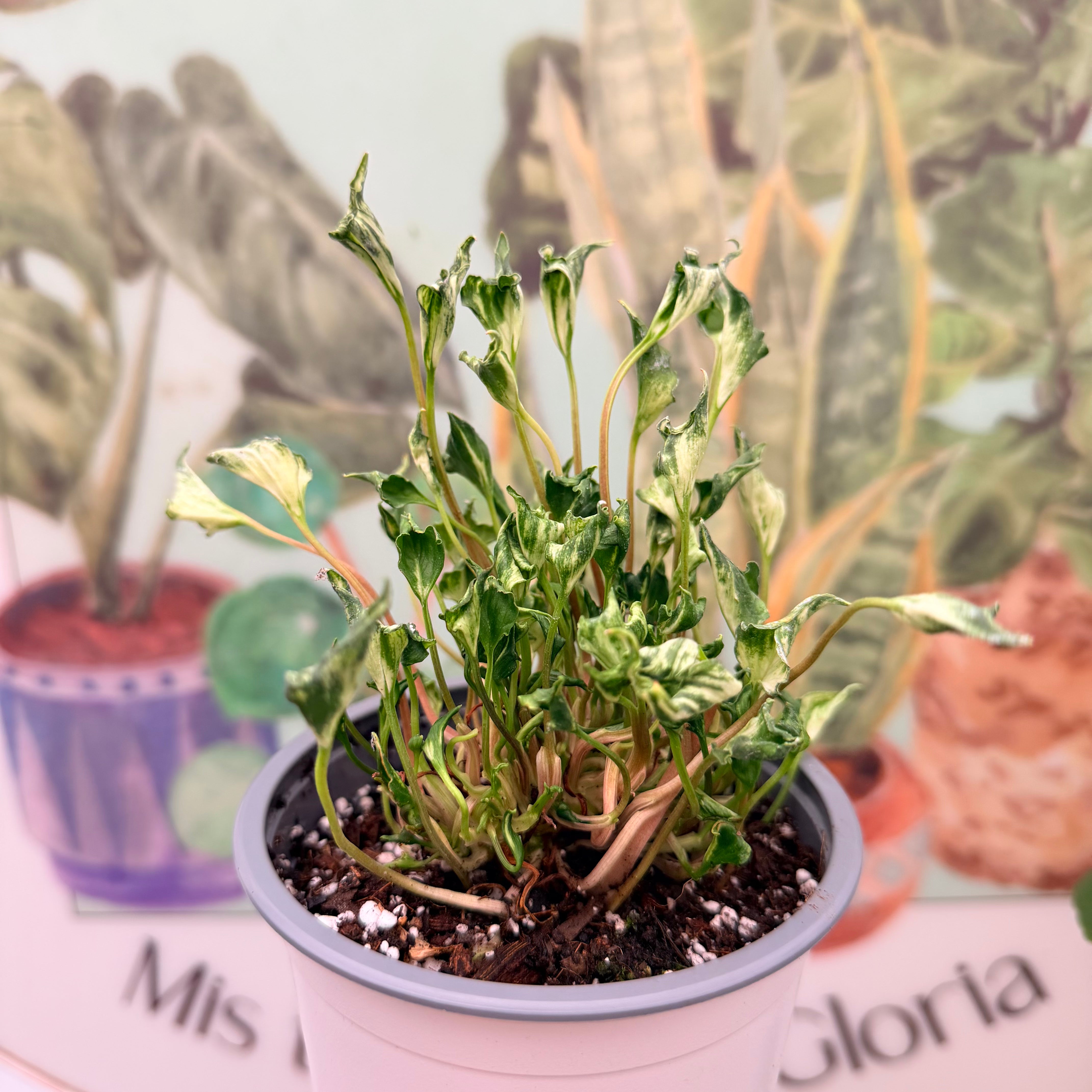 Vivero Mis Tesoros C Gloria