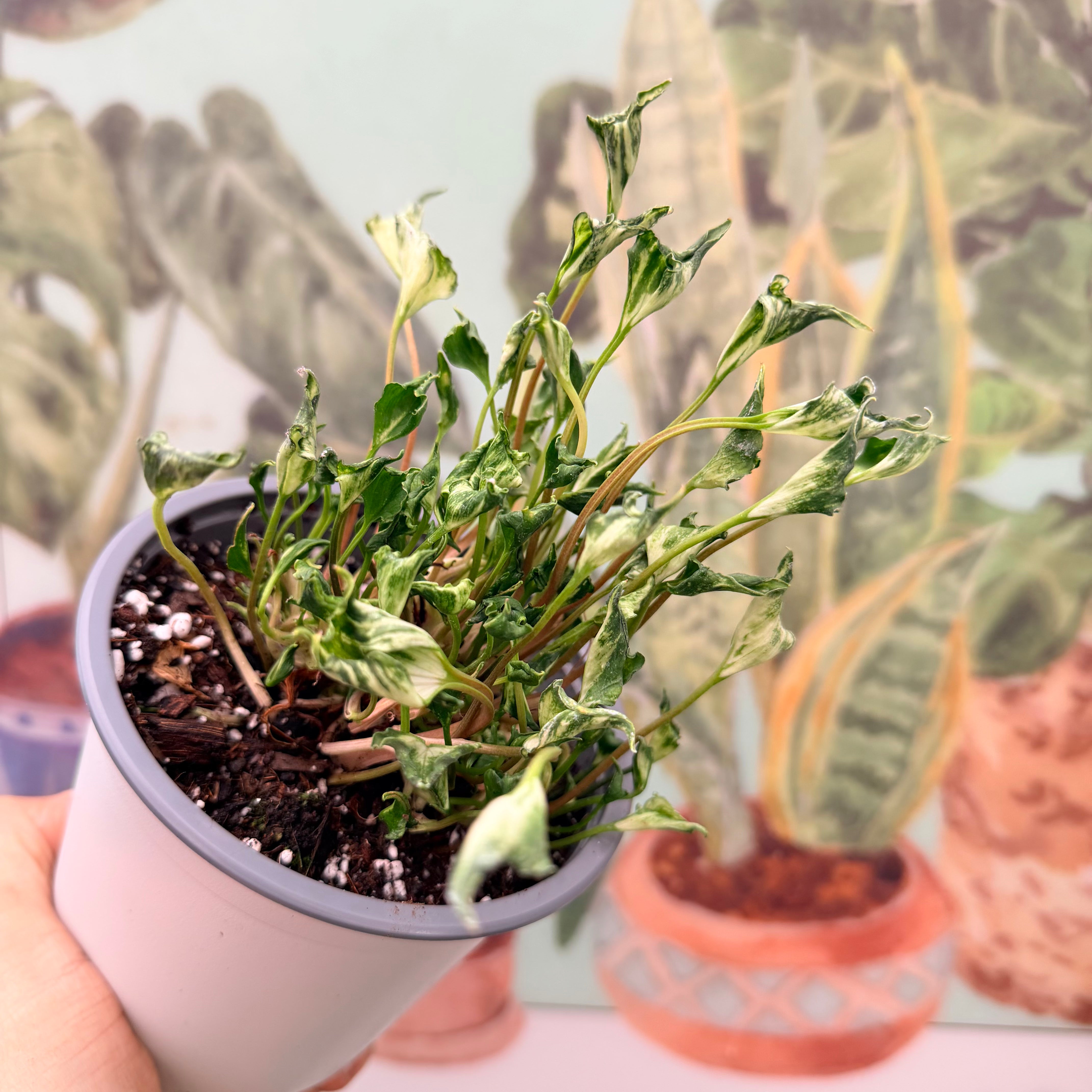 Vivero Mis Tesoros C Gloria