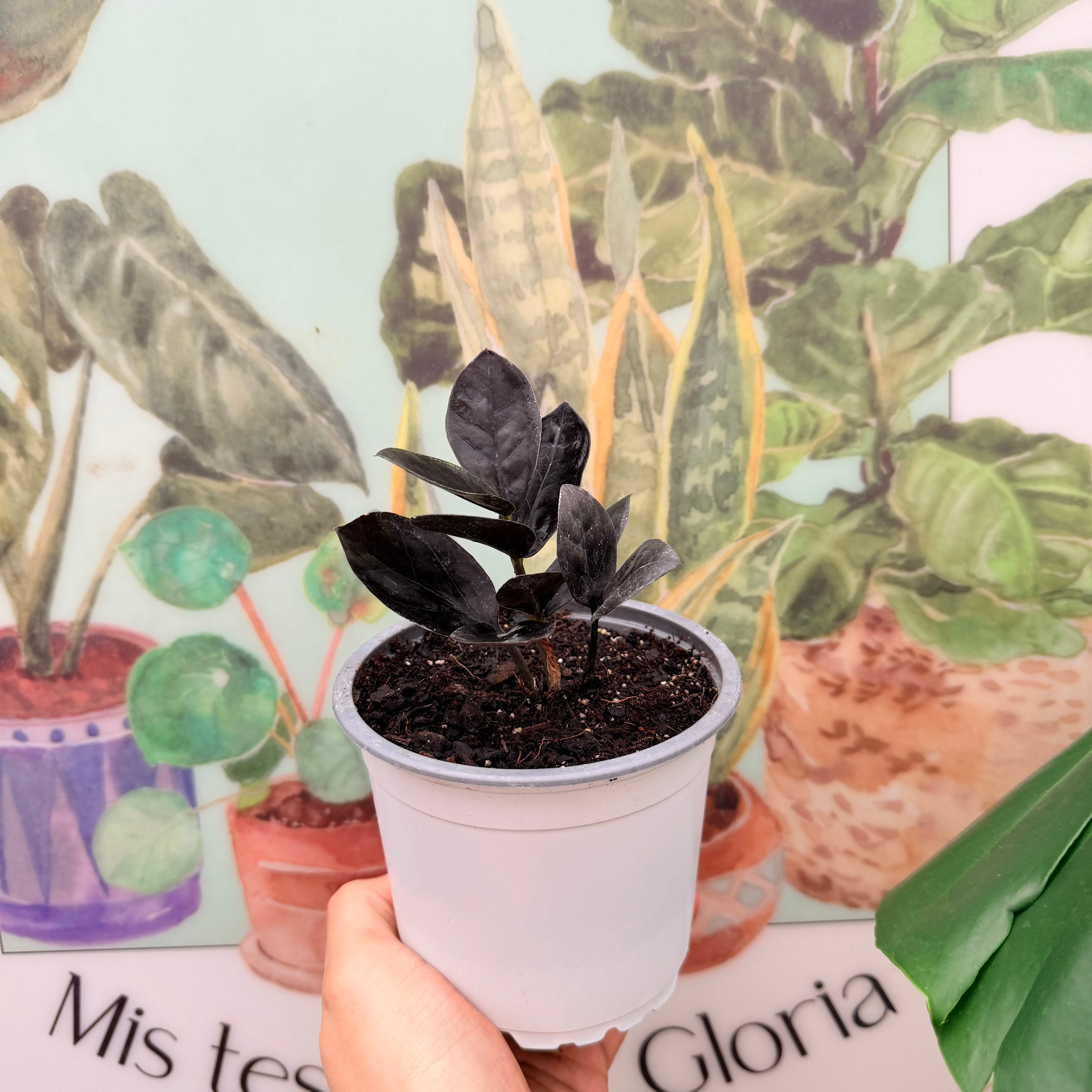 Vivero Mis Tesoros C Gloria