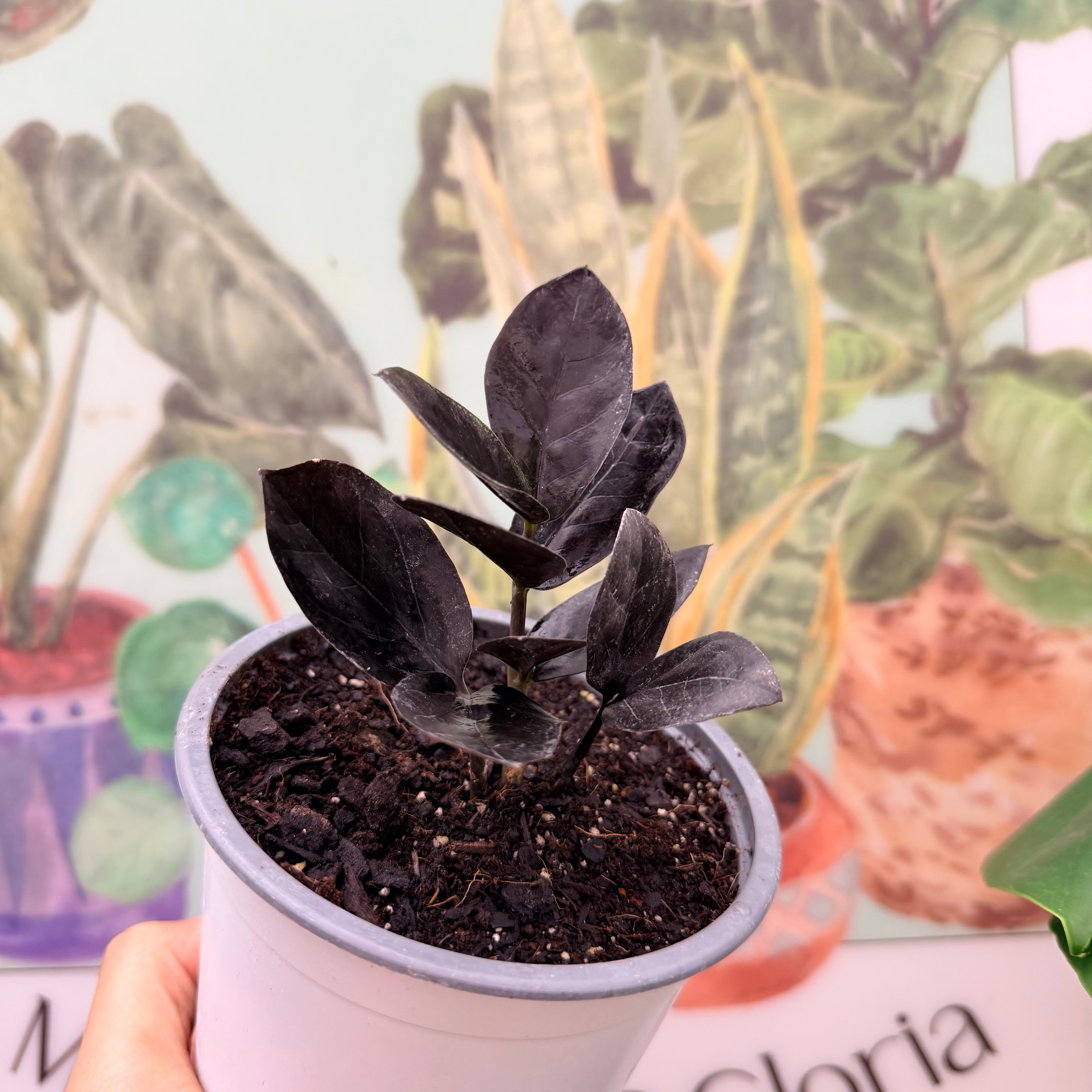 Vivero Mis Tesoros C Gloria