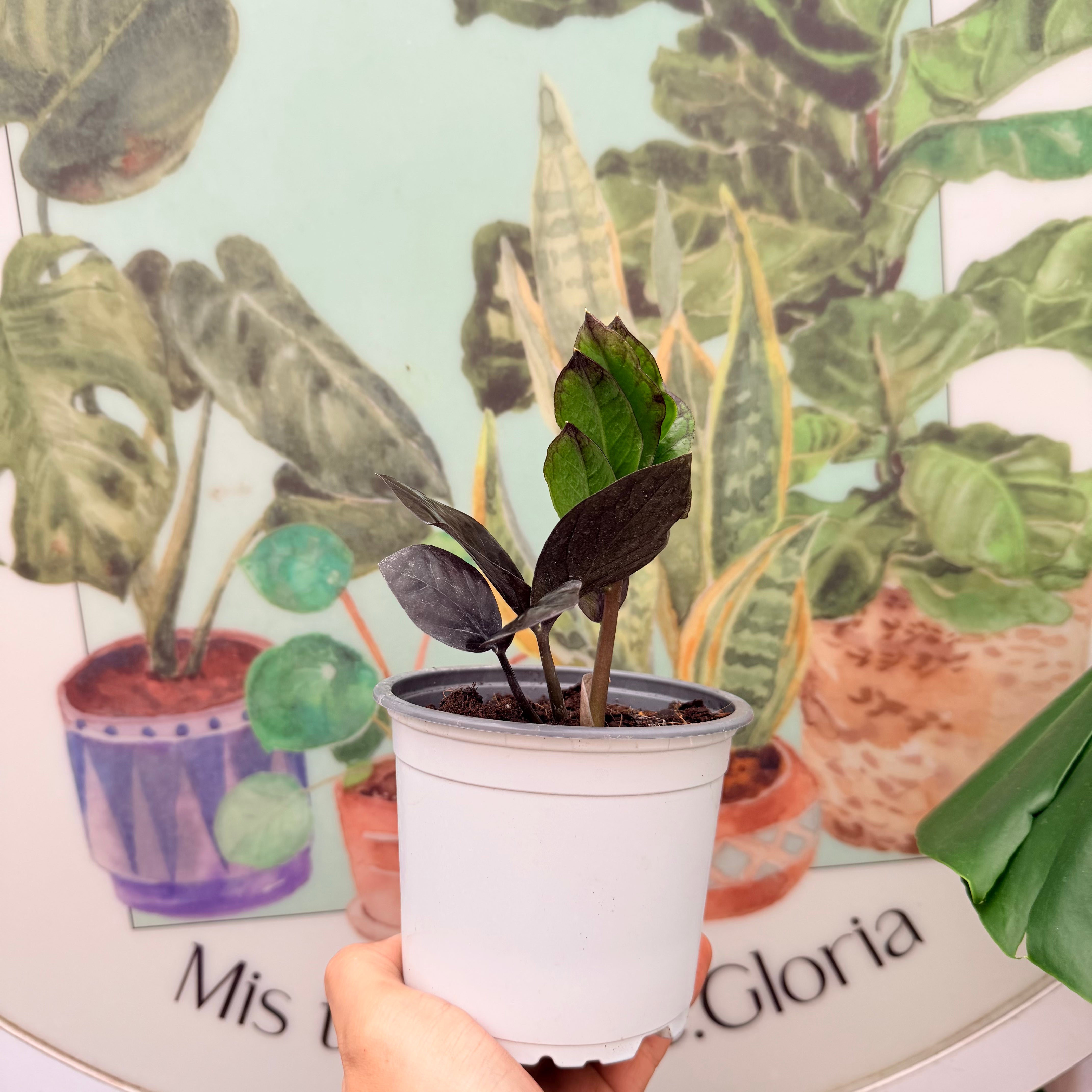 Zmioculcas Zamiifolia Raven - ZZ black