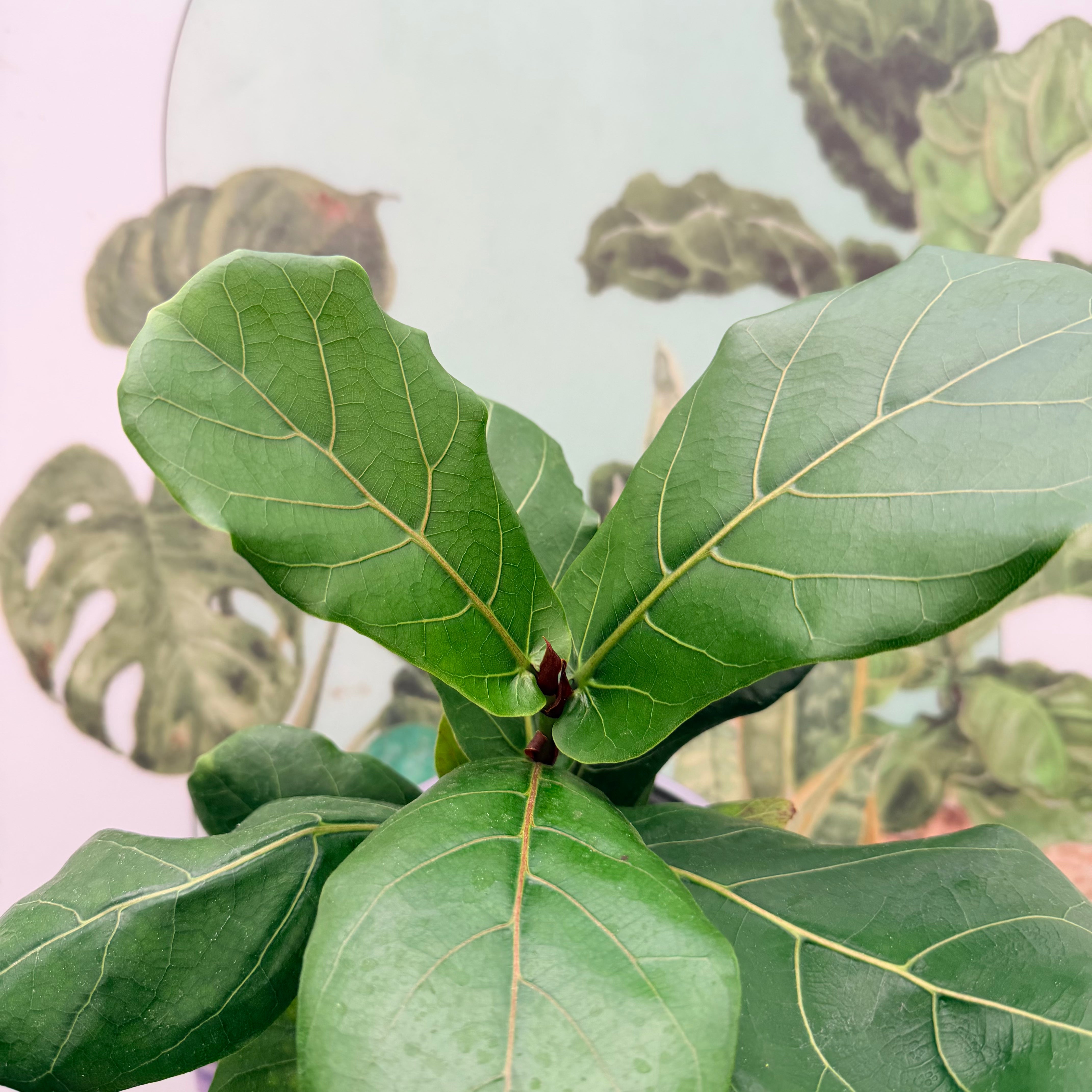 Vivero Mis Tesoros C Gloria