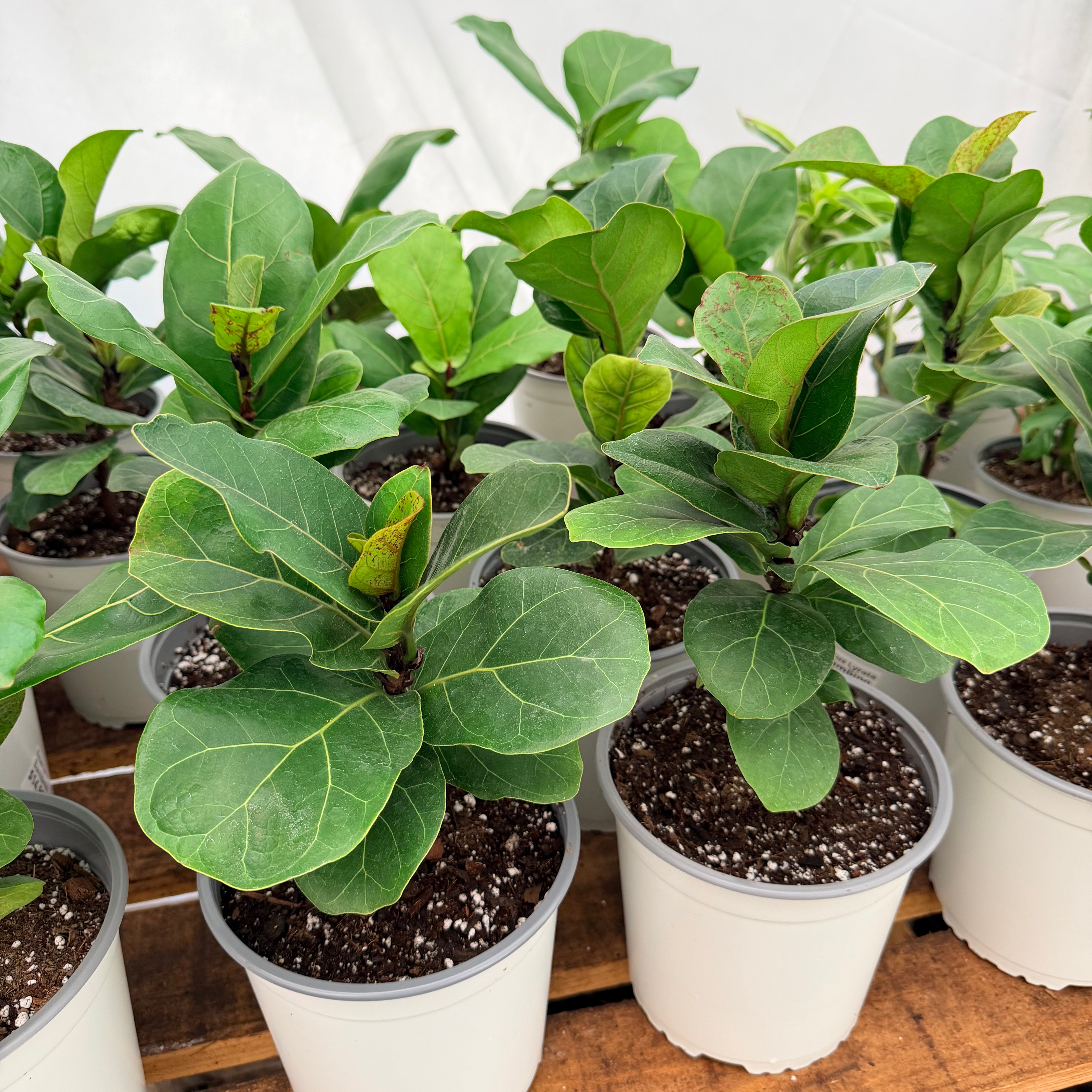 Vivero Mis Tesoros C Gloria