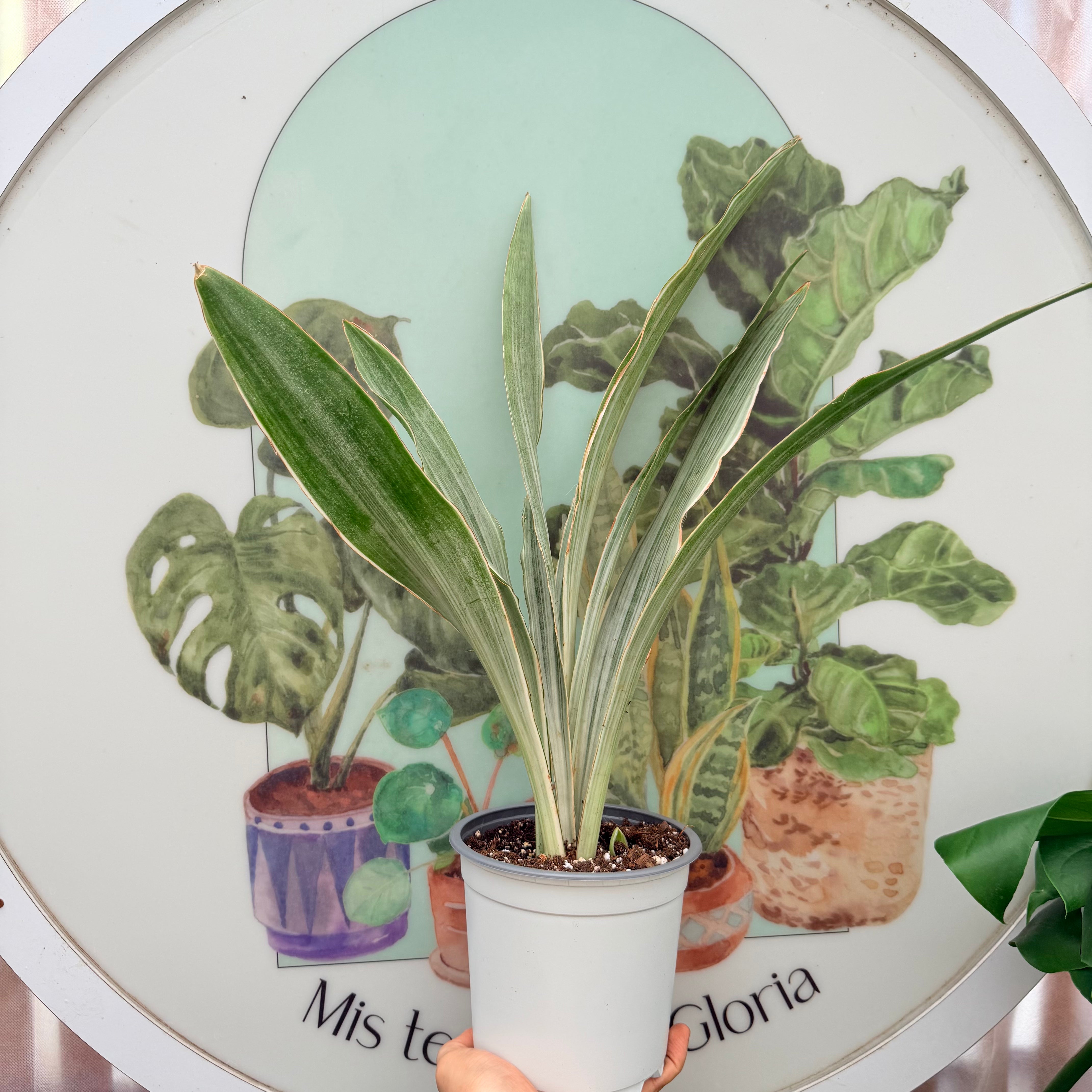 Sansevieria Siam Silver aprox.40-60cm