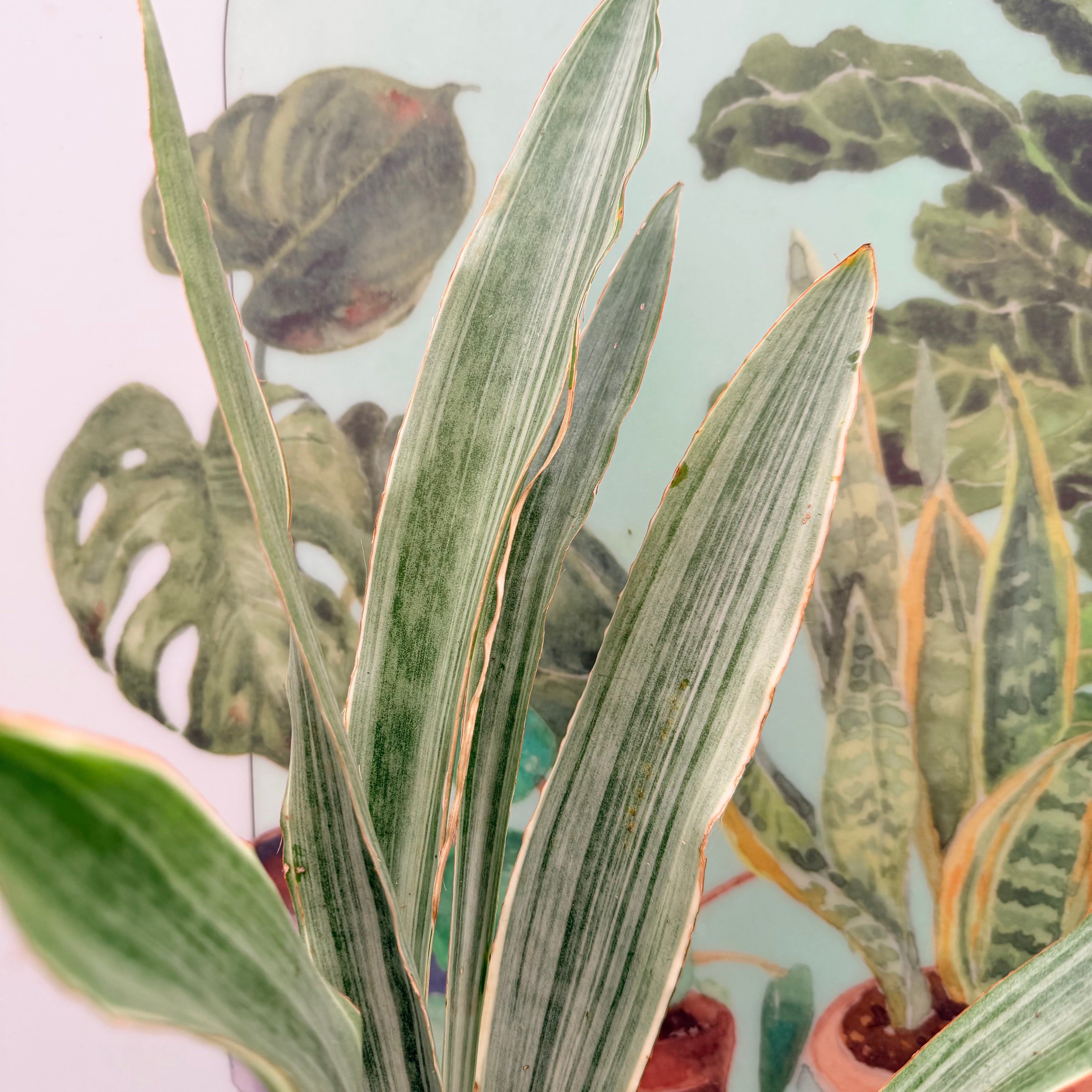 Vivero Mis Tesoros C Gloria