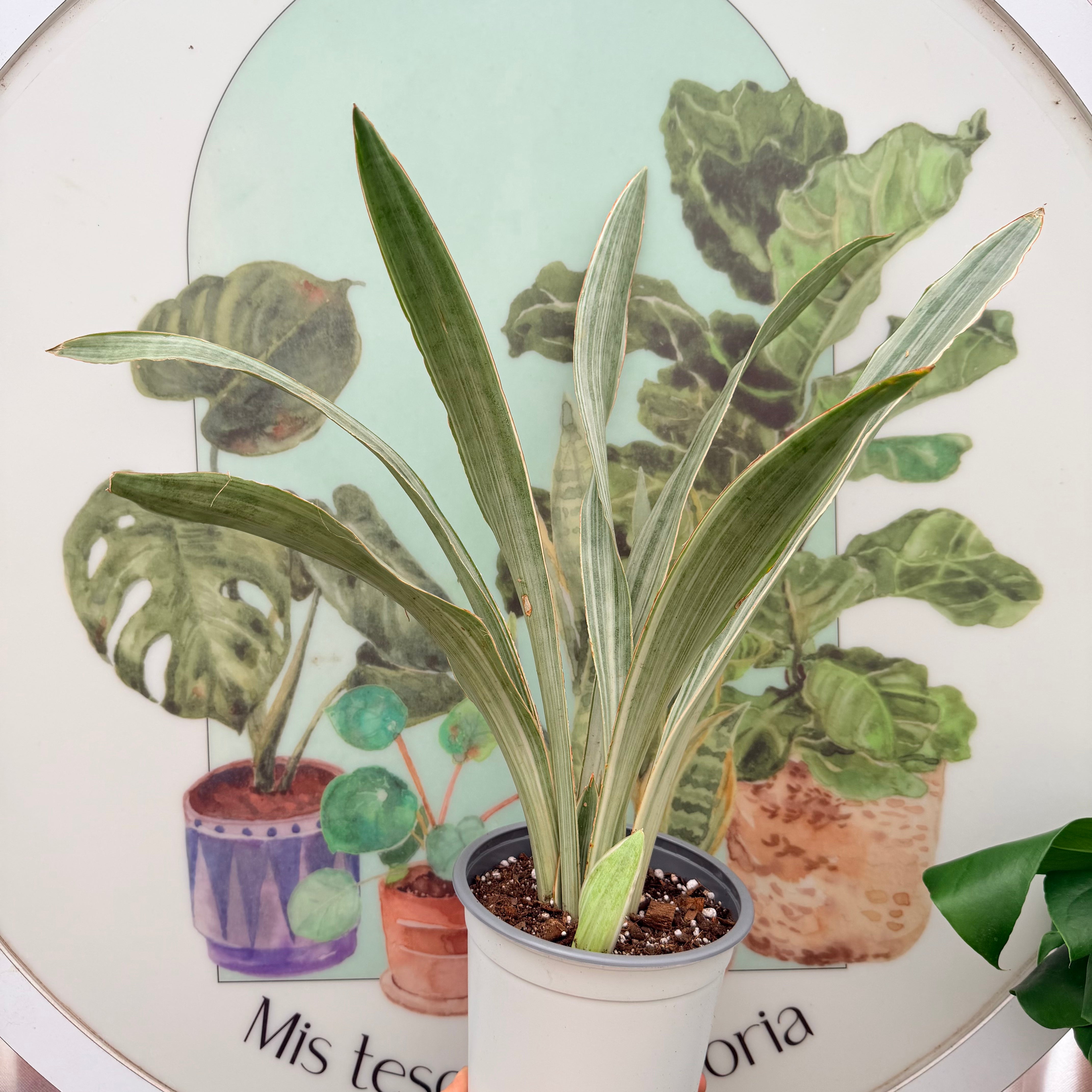 Vivero Mis Tesoros C Gloria