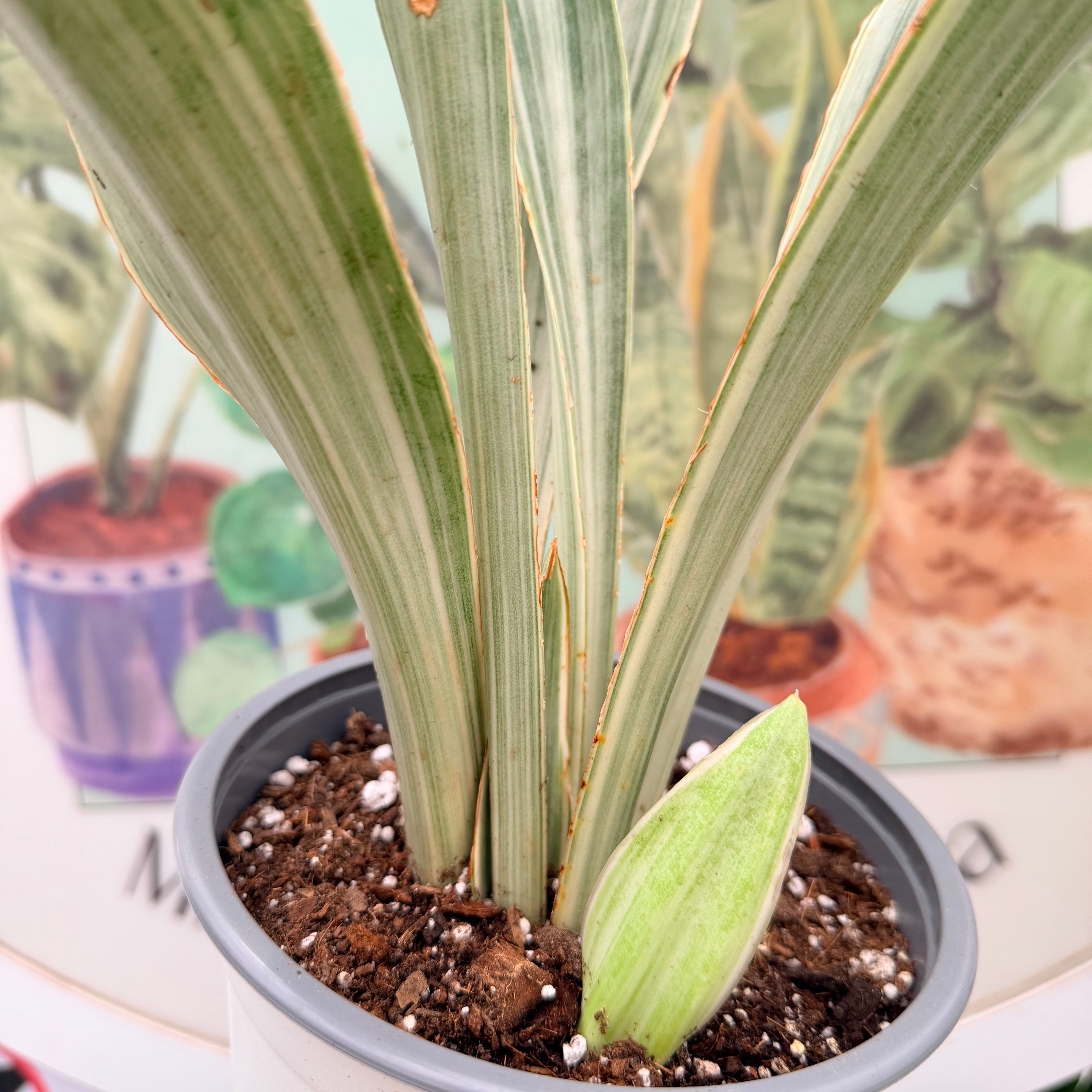 Vivero Mis Tesoros C Gloria